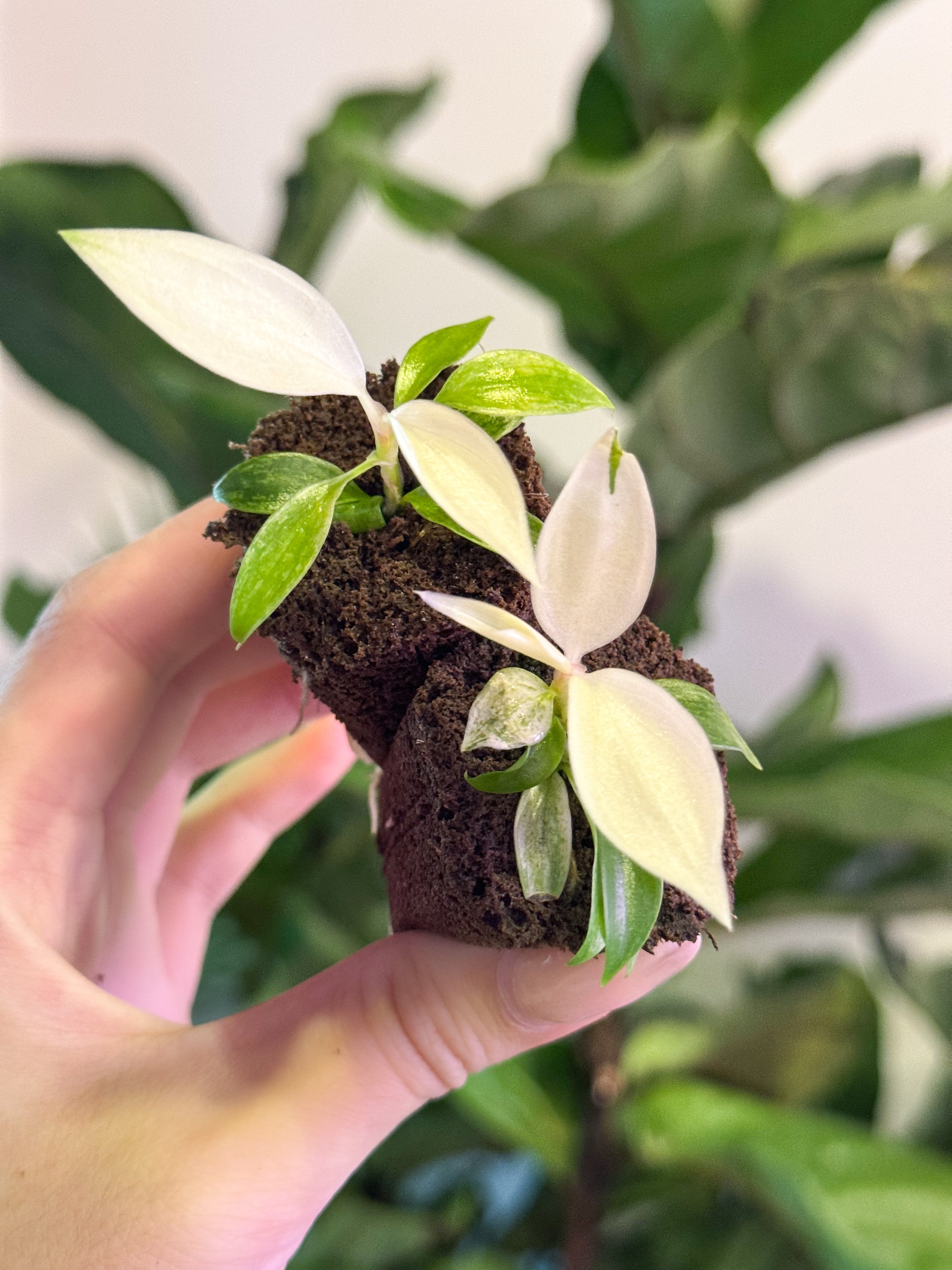 Philodendron Florida Ghost (Grower&