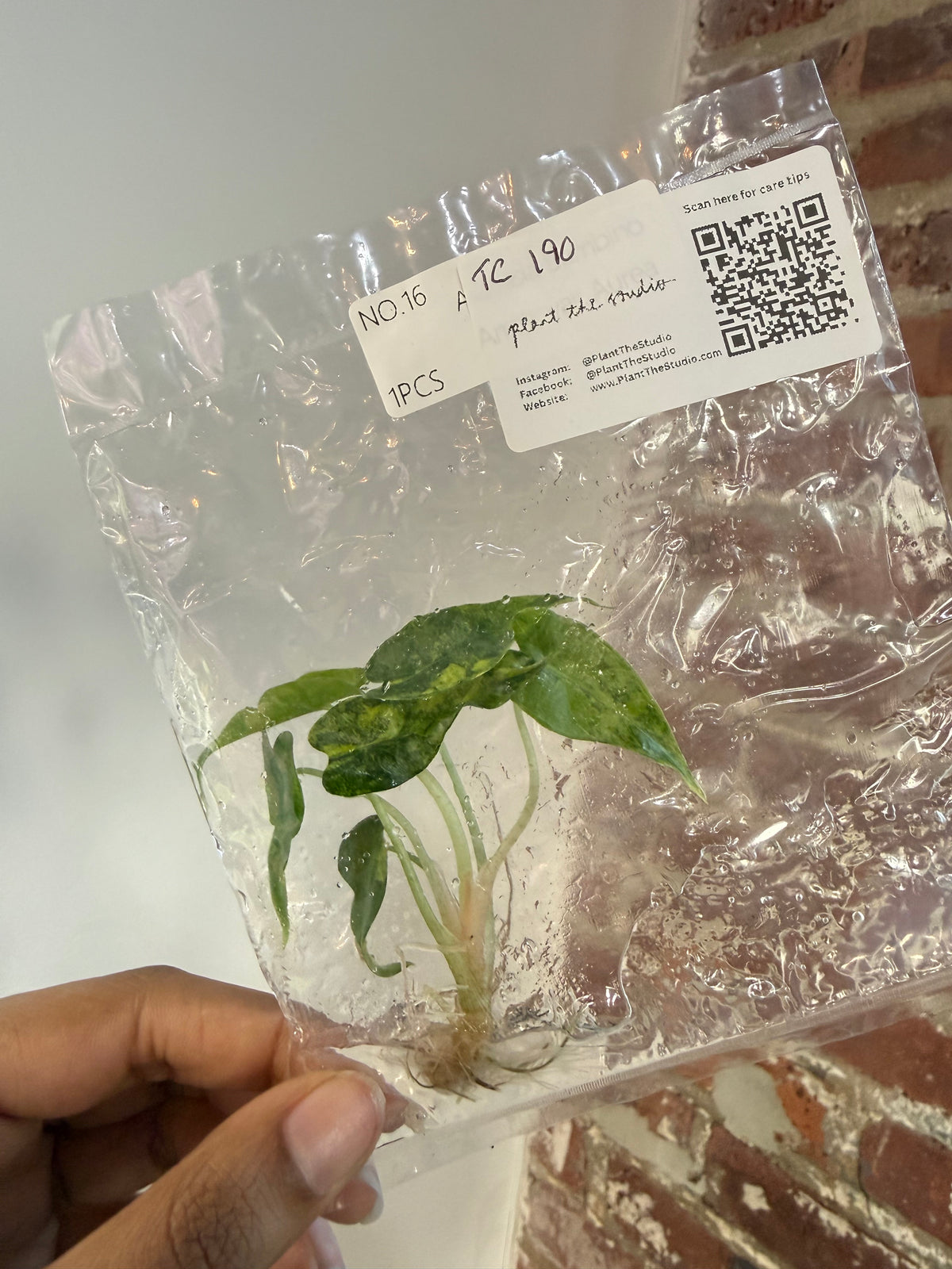 Alocasia Bambino Aurea TCS 190