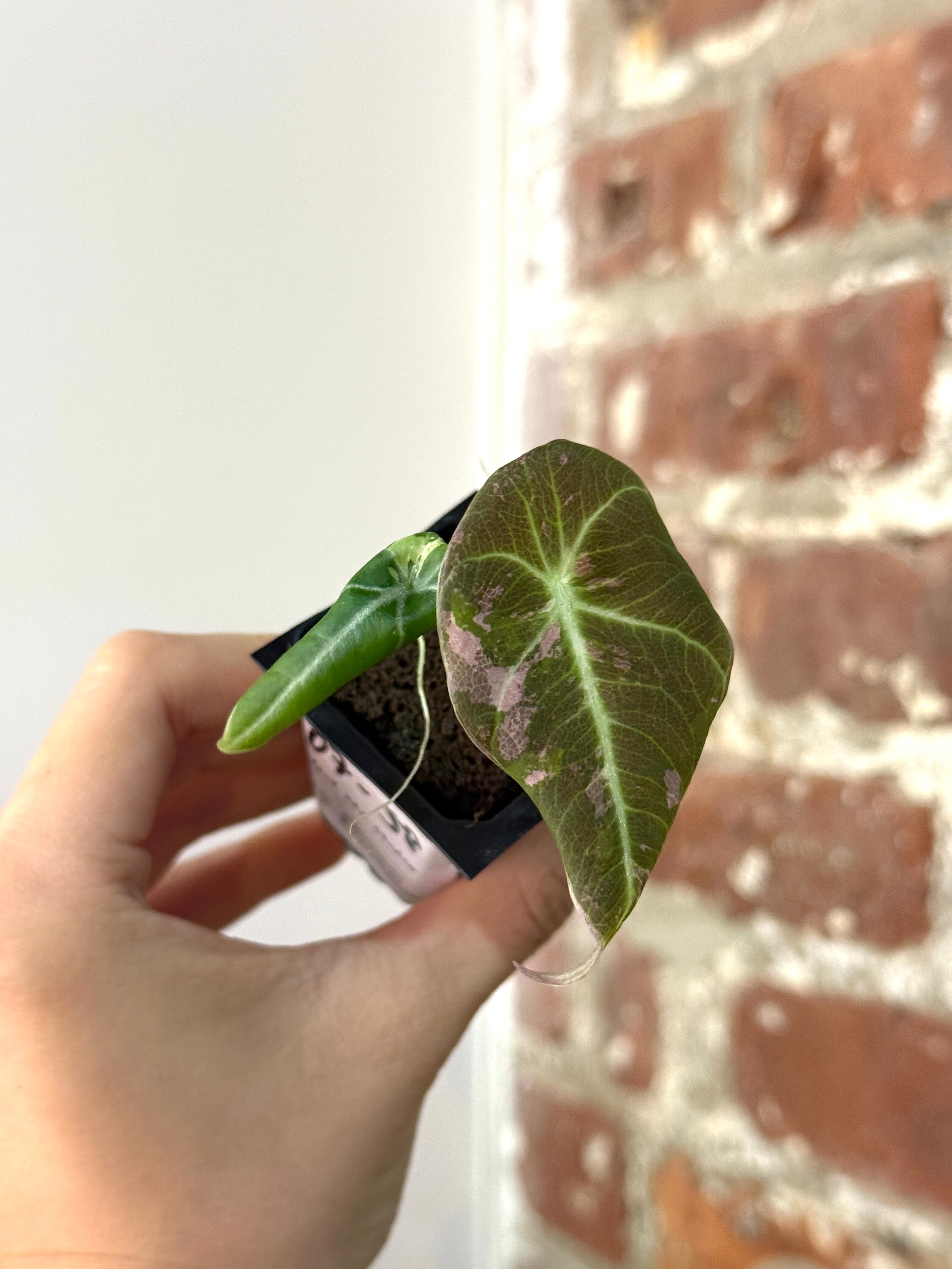 Alocasia Pink Black Velvet