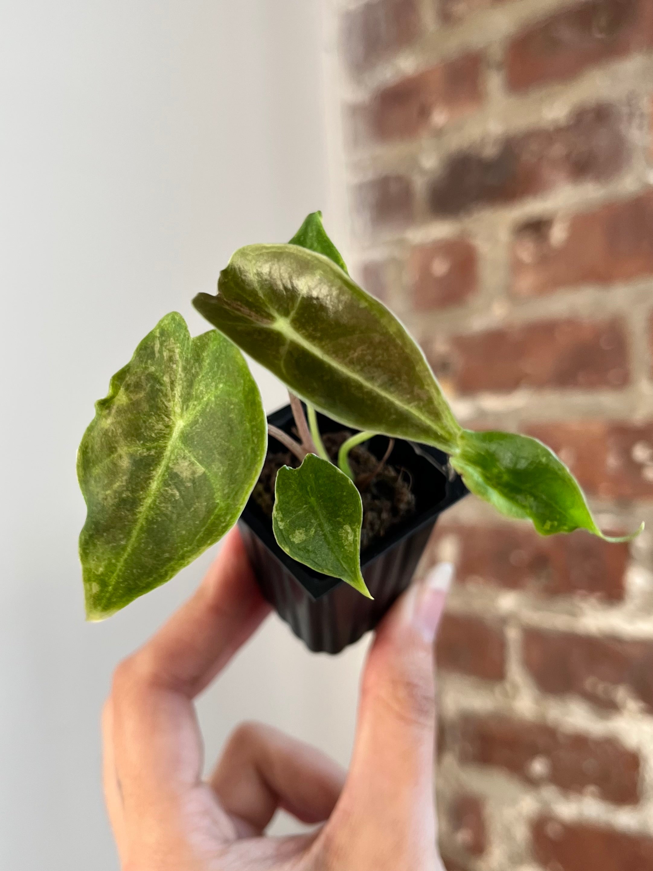 Alocasia Black Satun "Stardust" 8867