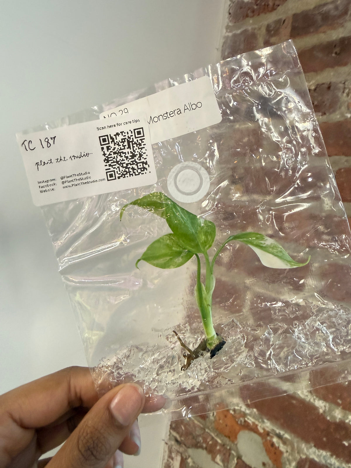 Monstera Albo TCS 187