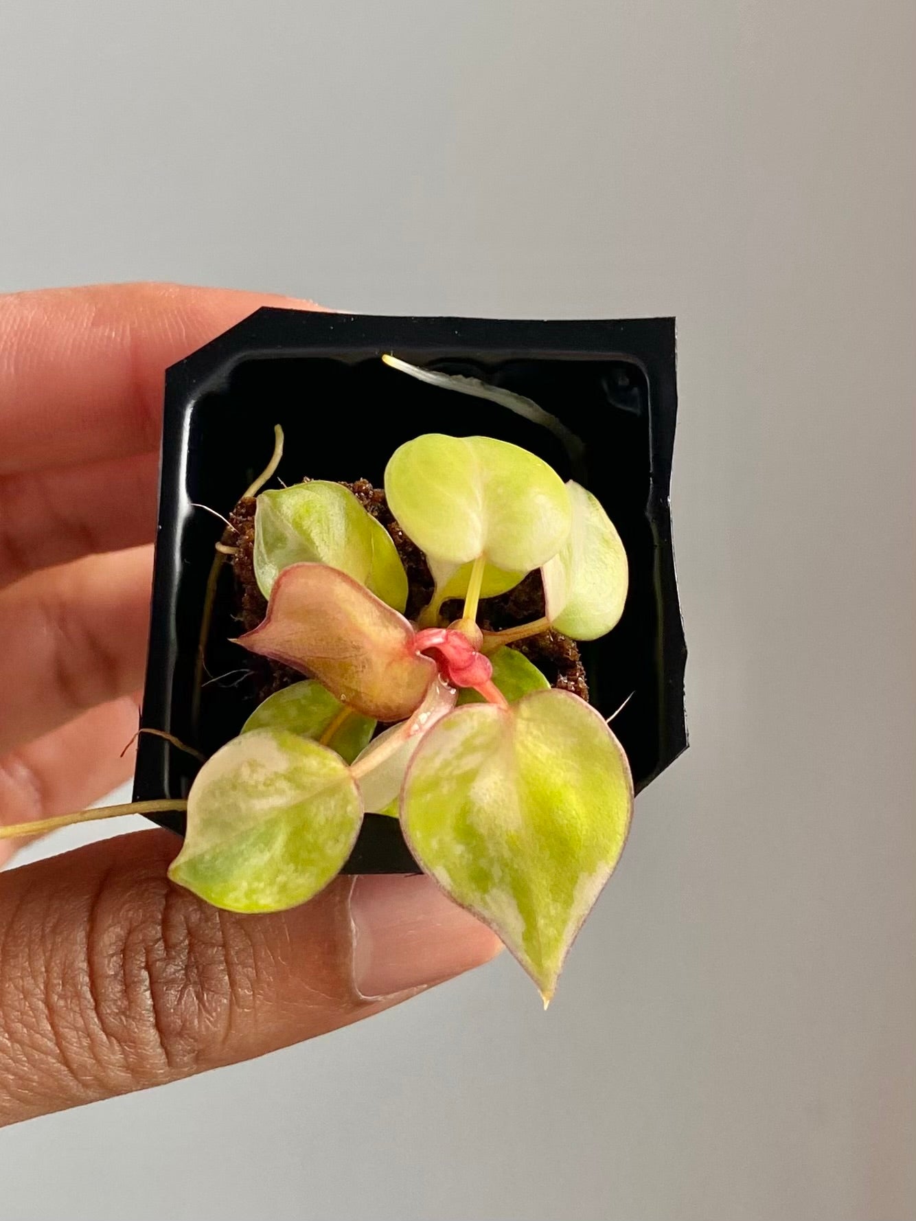 Philodendron Billietiae Var. 4583