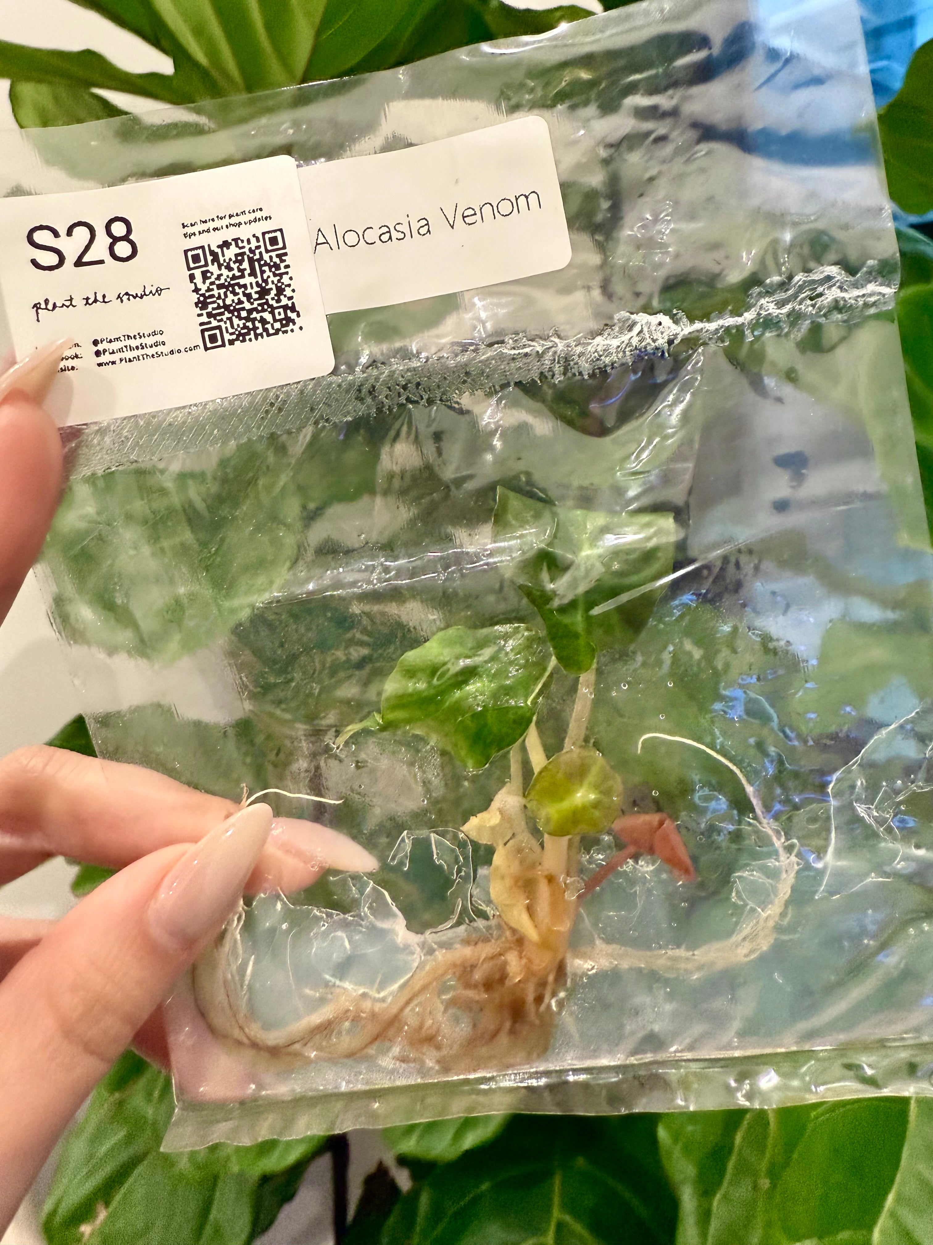 Alocasia Venom TCS28