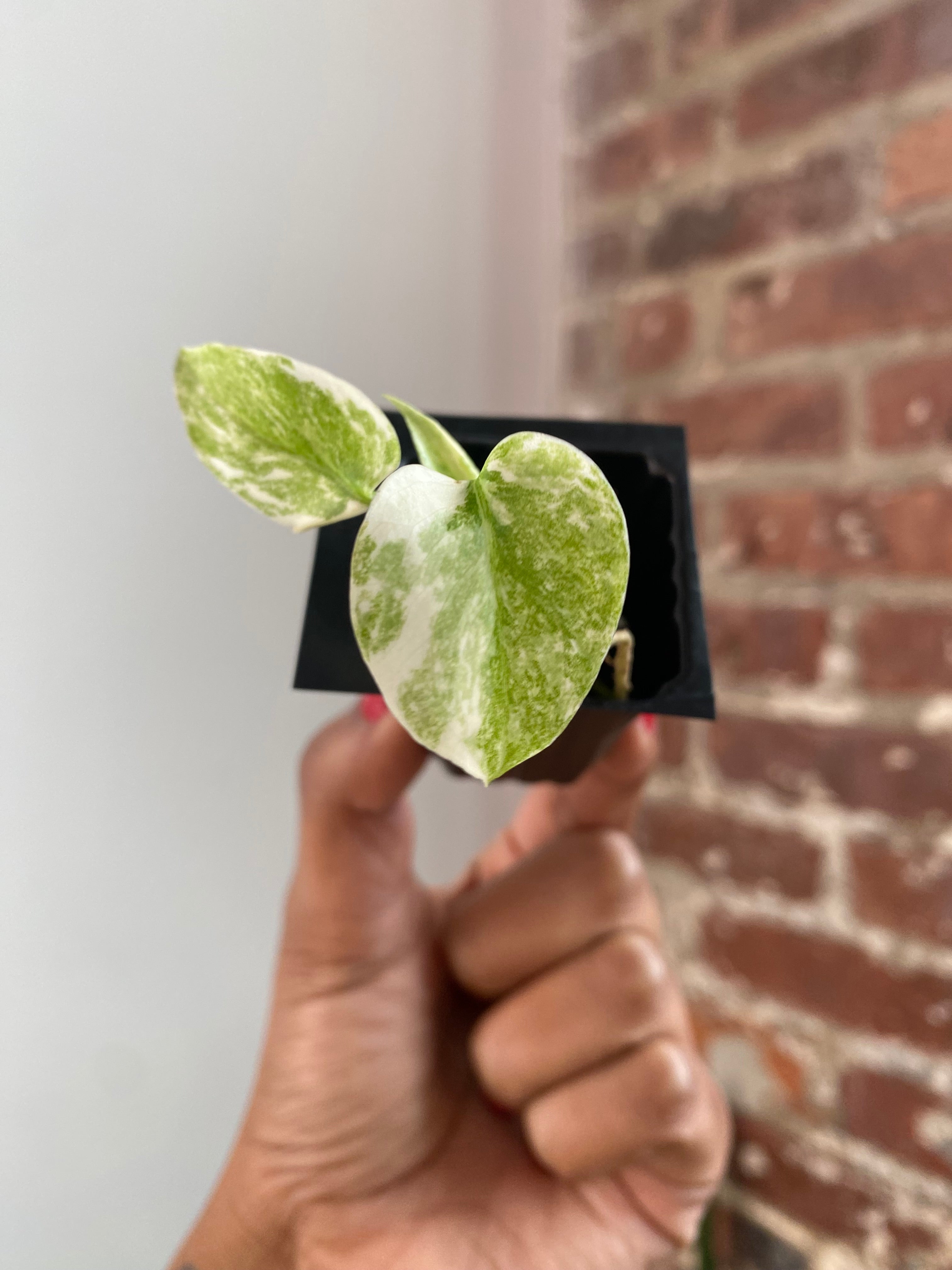 Monstera Legacy 3459