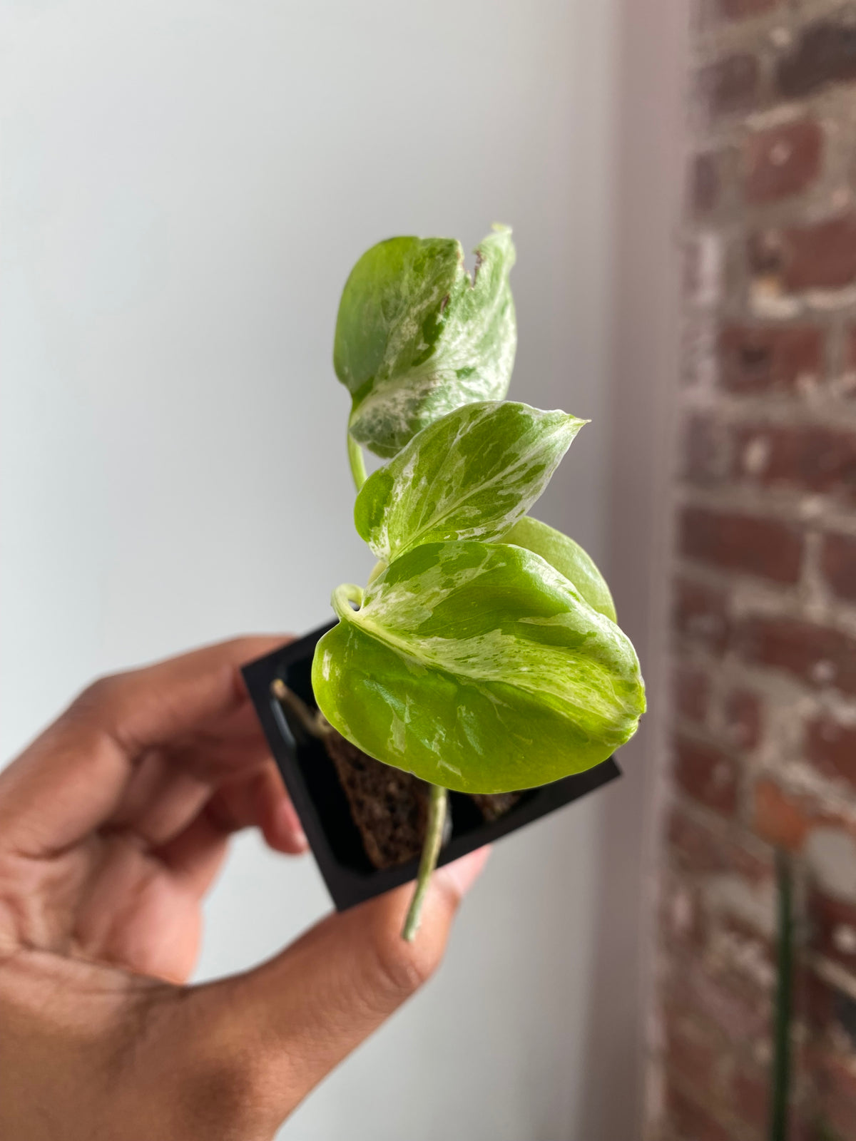 Monstera Bulbasaur 3557
