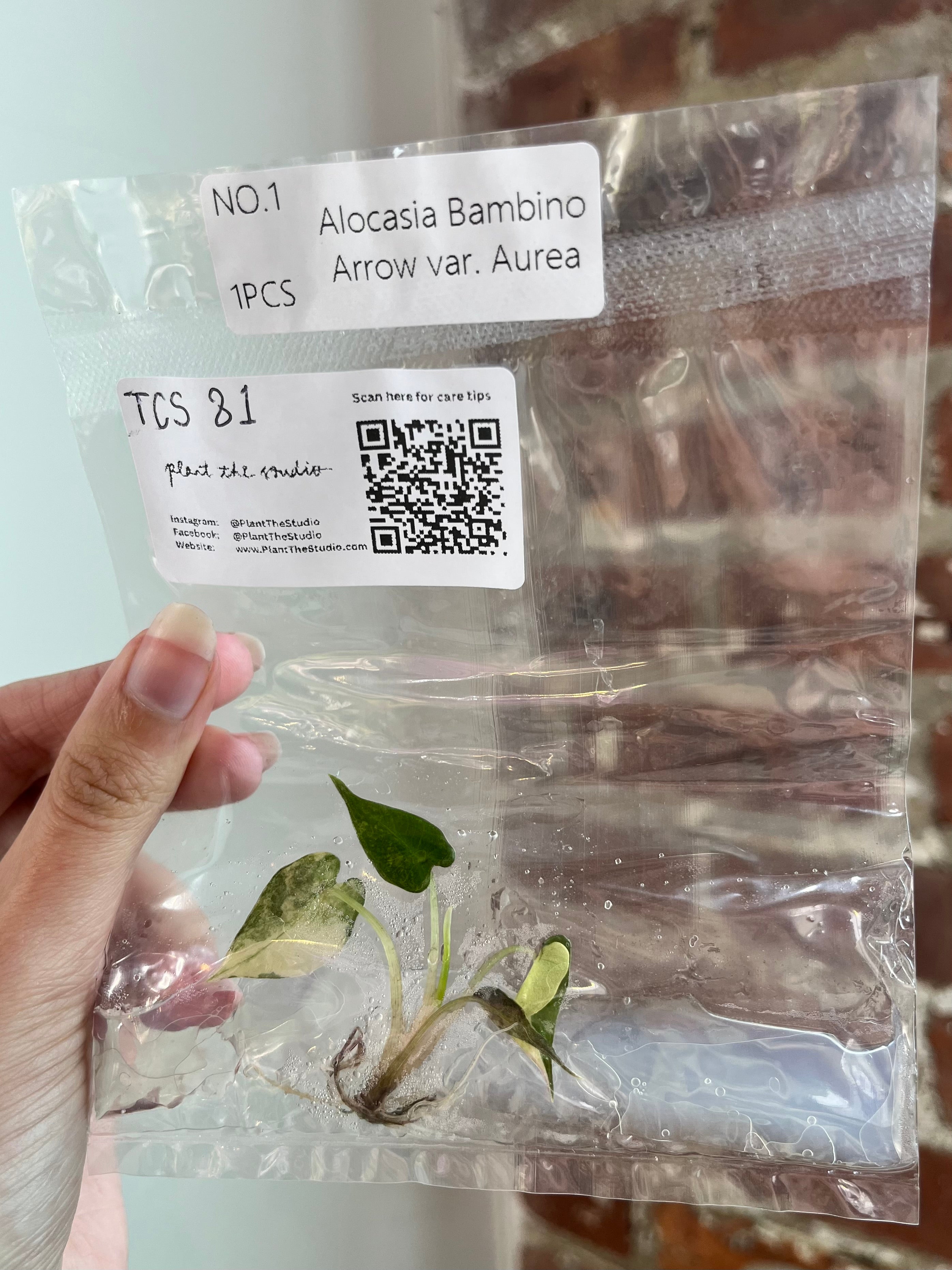 Alocasia Bambino Aurea TCS 81