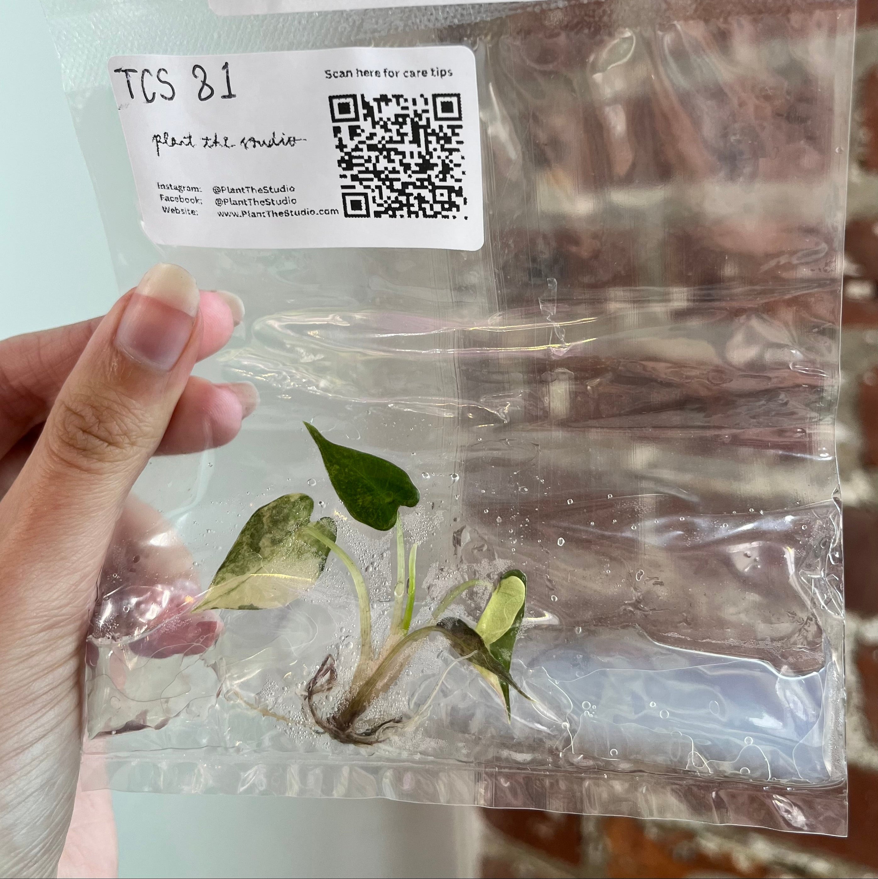 Alocasia Bambino Aurea TCS 81