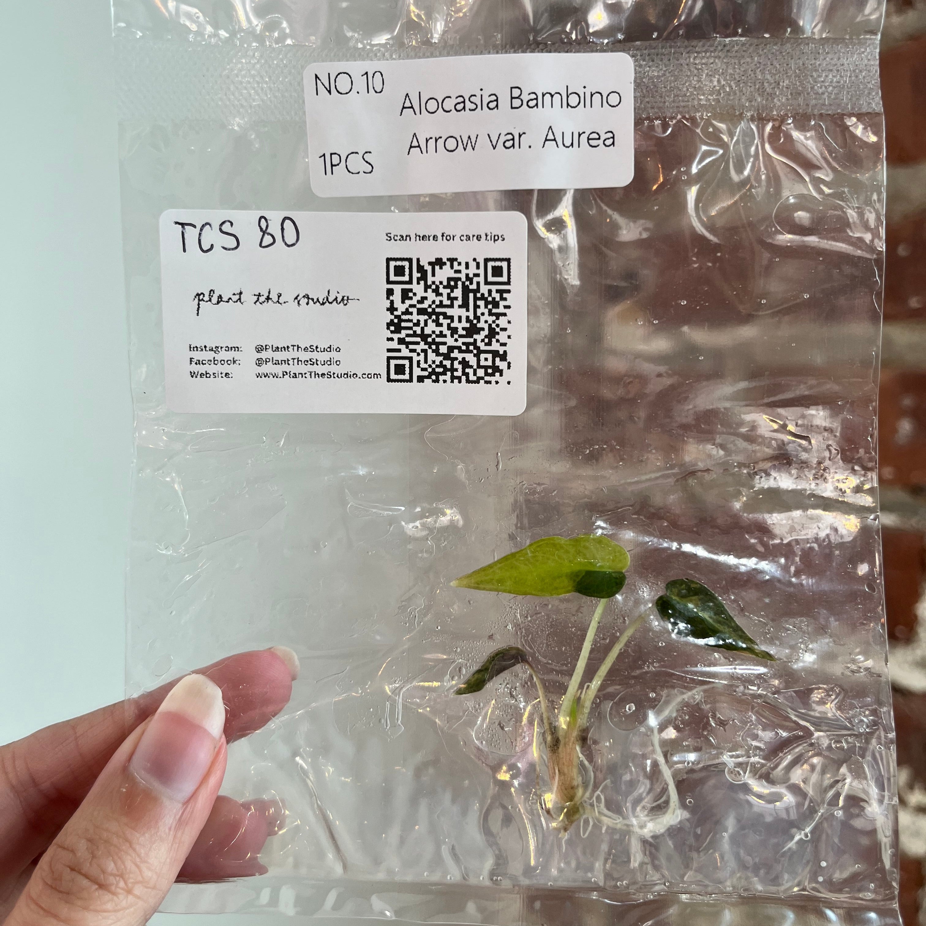Alocasia Bambino Aurea TCS 80
