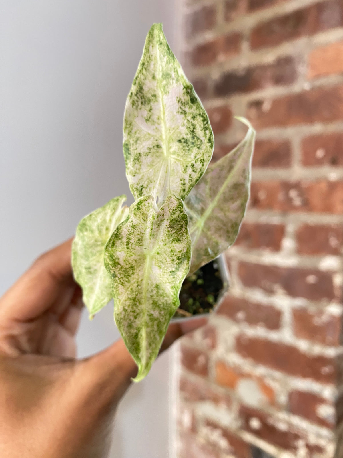 Alocasia Black Satun "Stardust" Potted 3701