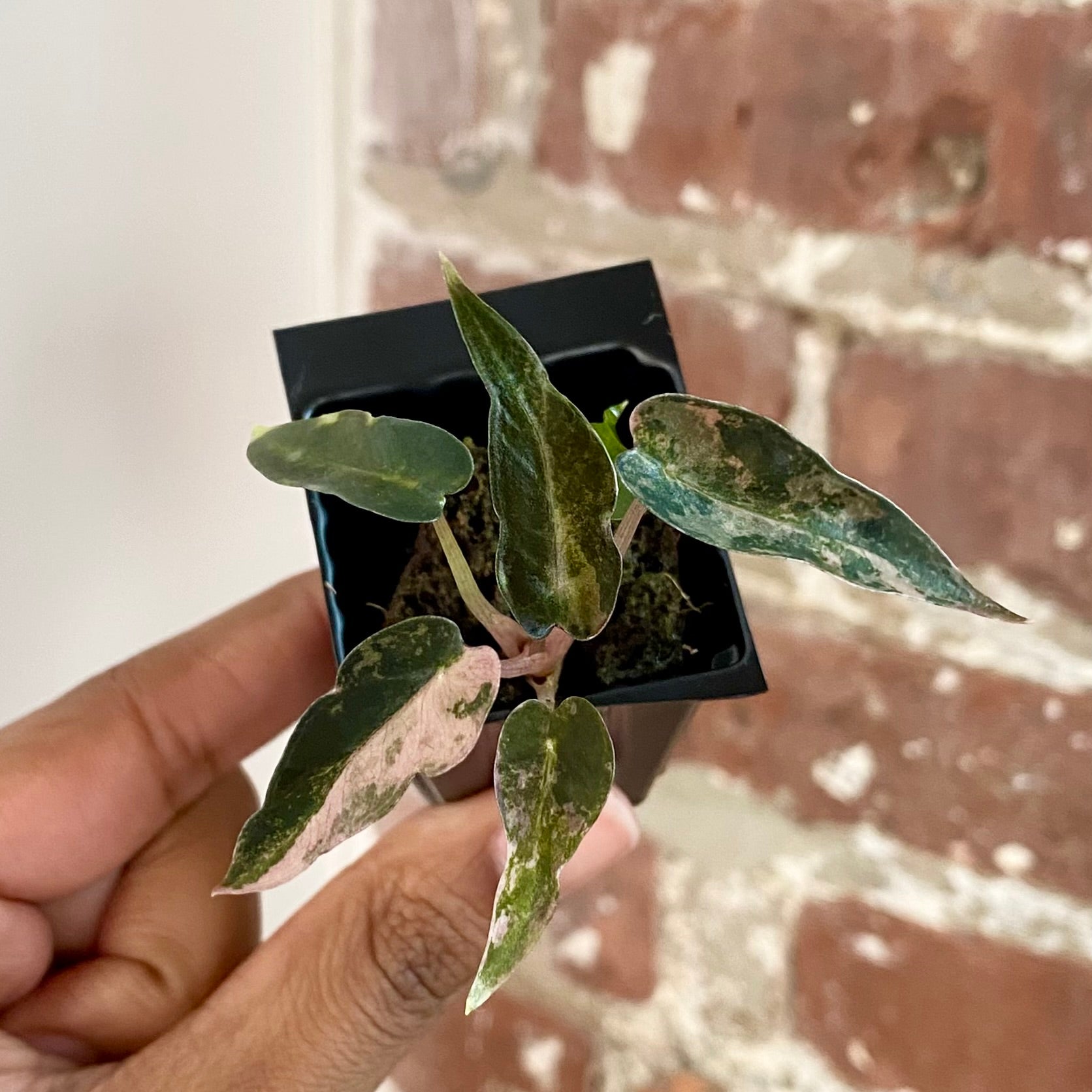 Alocasia Bambino Aurea 4305