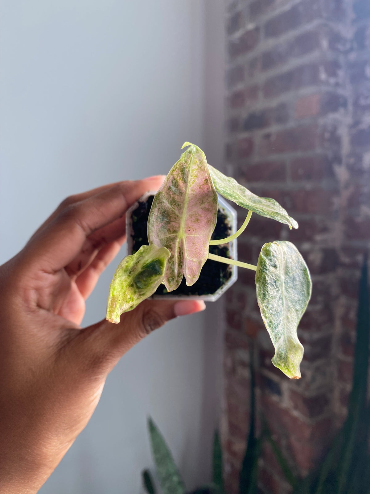 Alocasia Black Satun "Stardust" Potted 3548