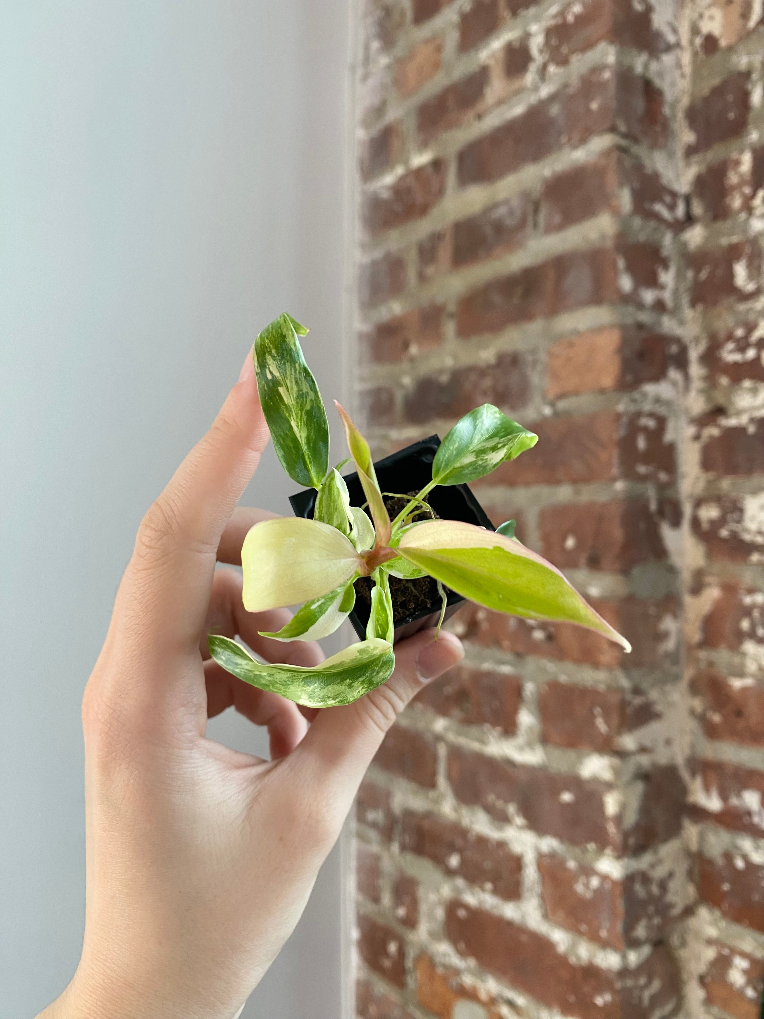 Philodendron Florida Beauty x Tortum 3018