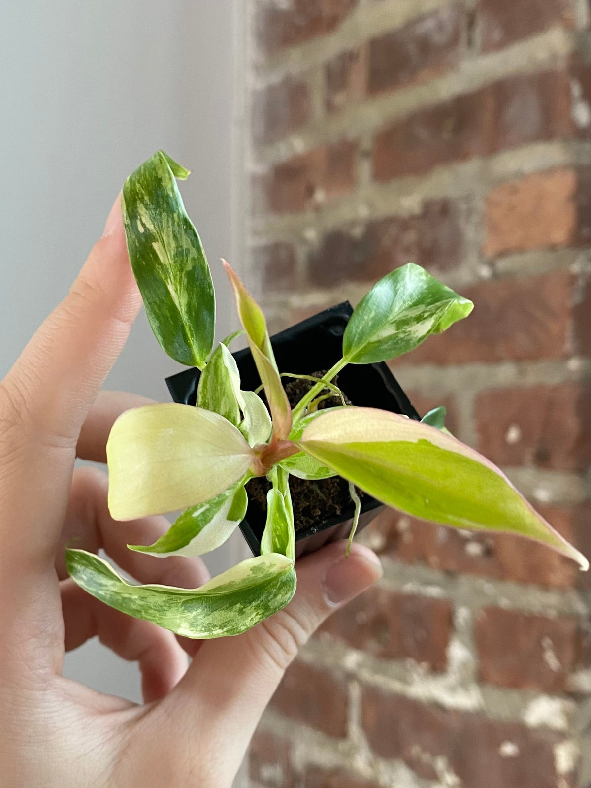 Philodendron Florida Beauty x Tortum 3018