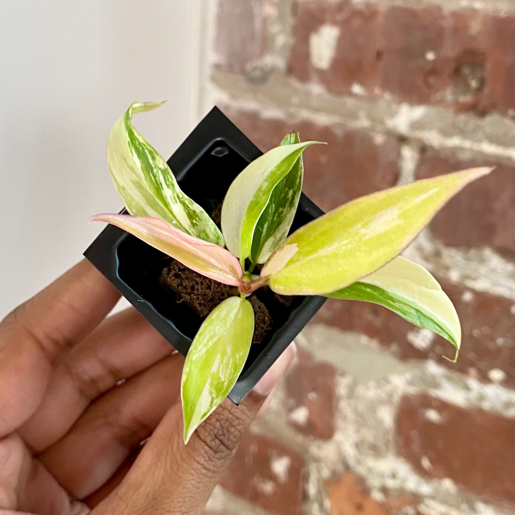 Philodendron Florida Beauty x Tortum 4313