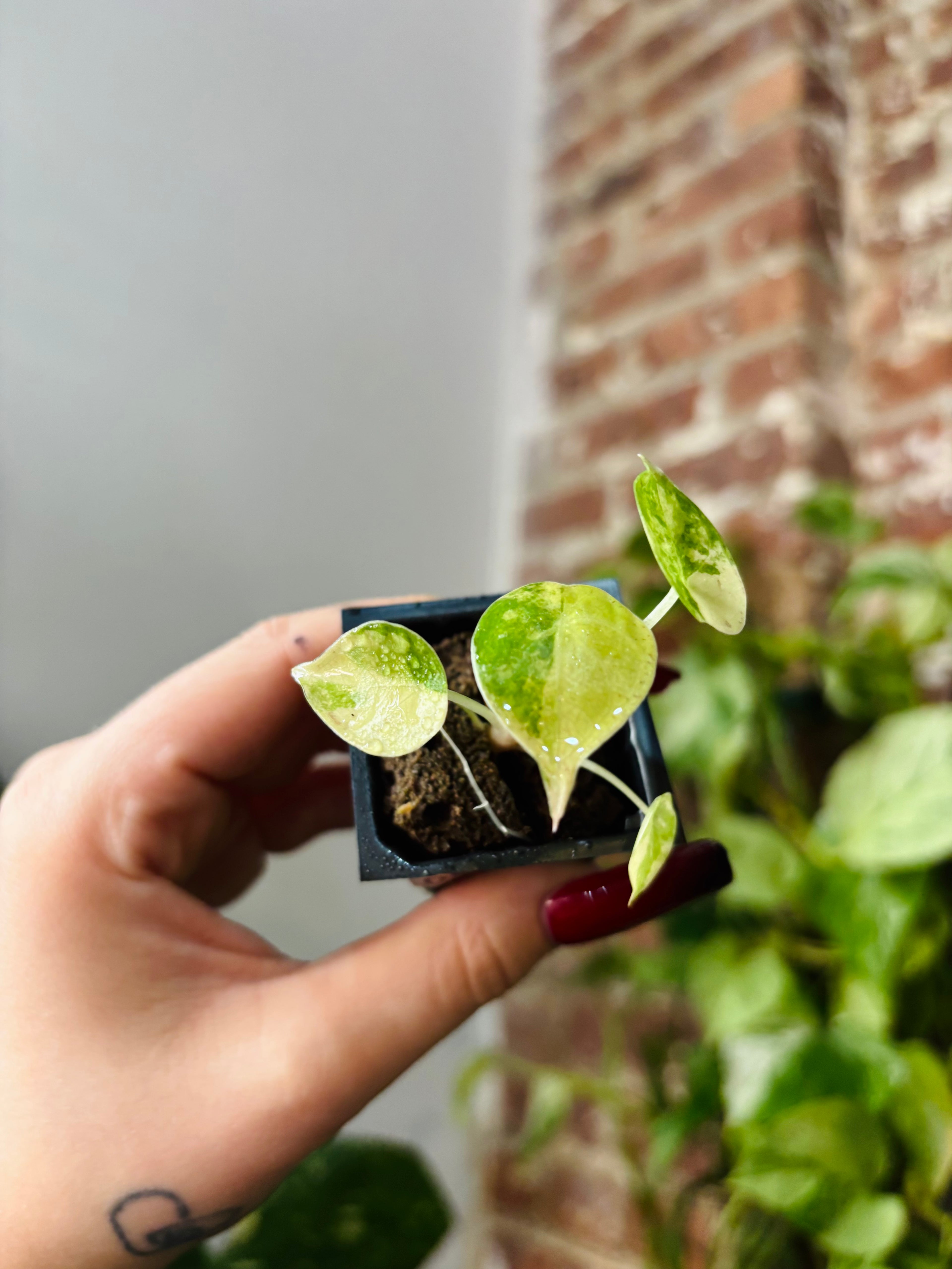 Alocasia Wentii Aurea 0974