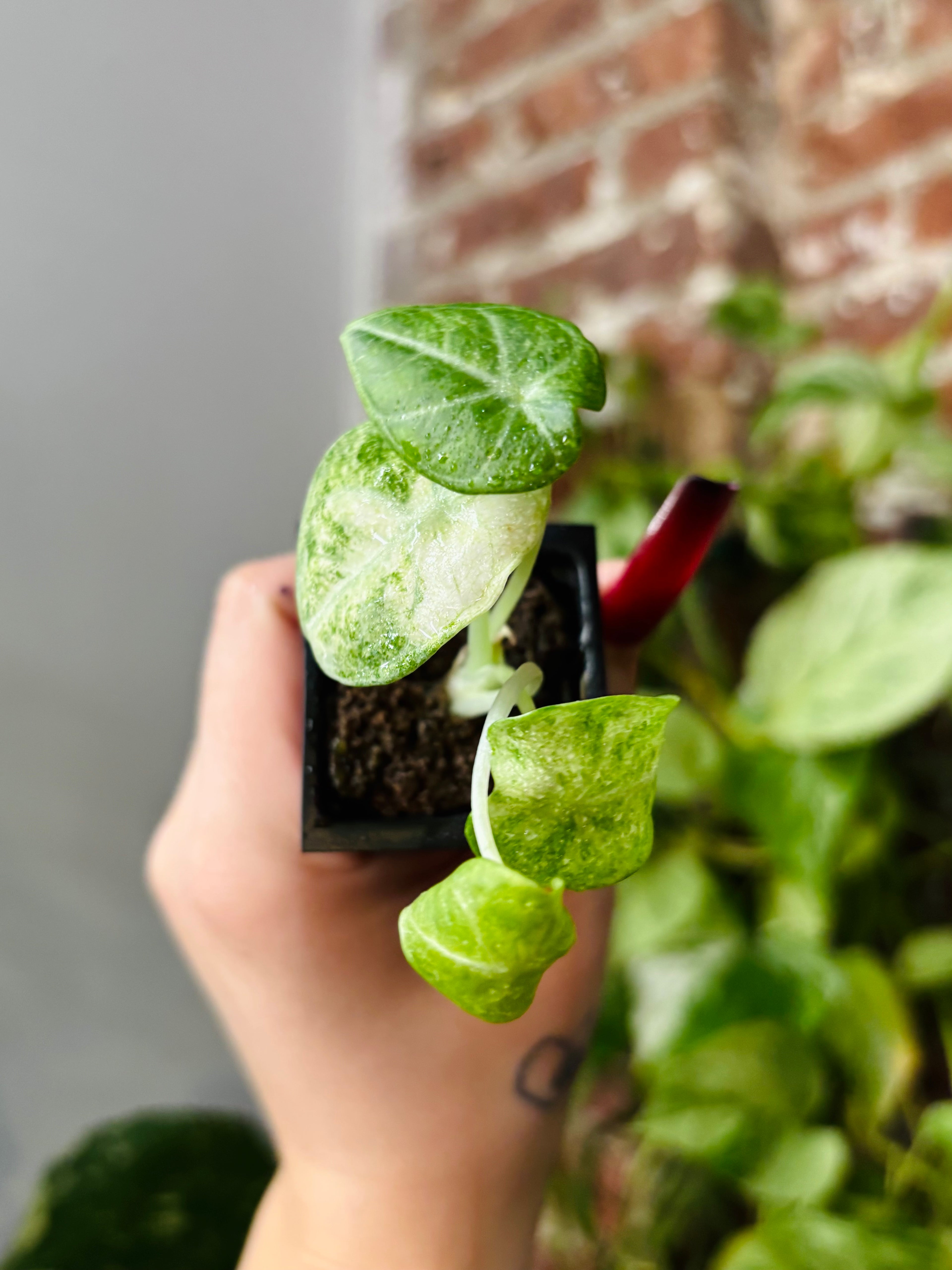 Alocasia Ninja Tricolor 0985