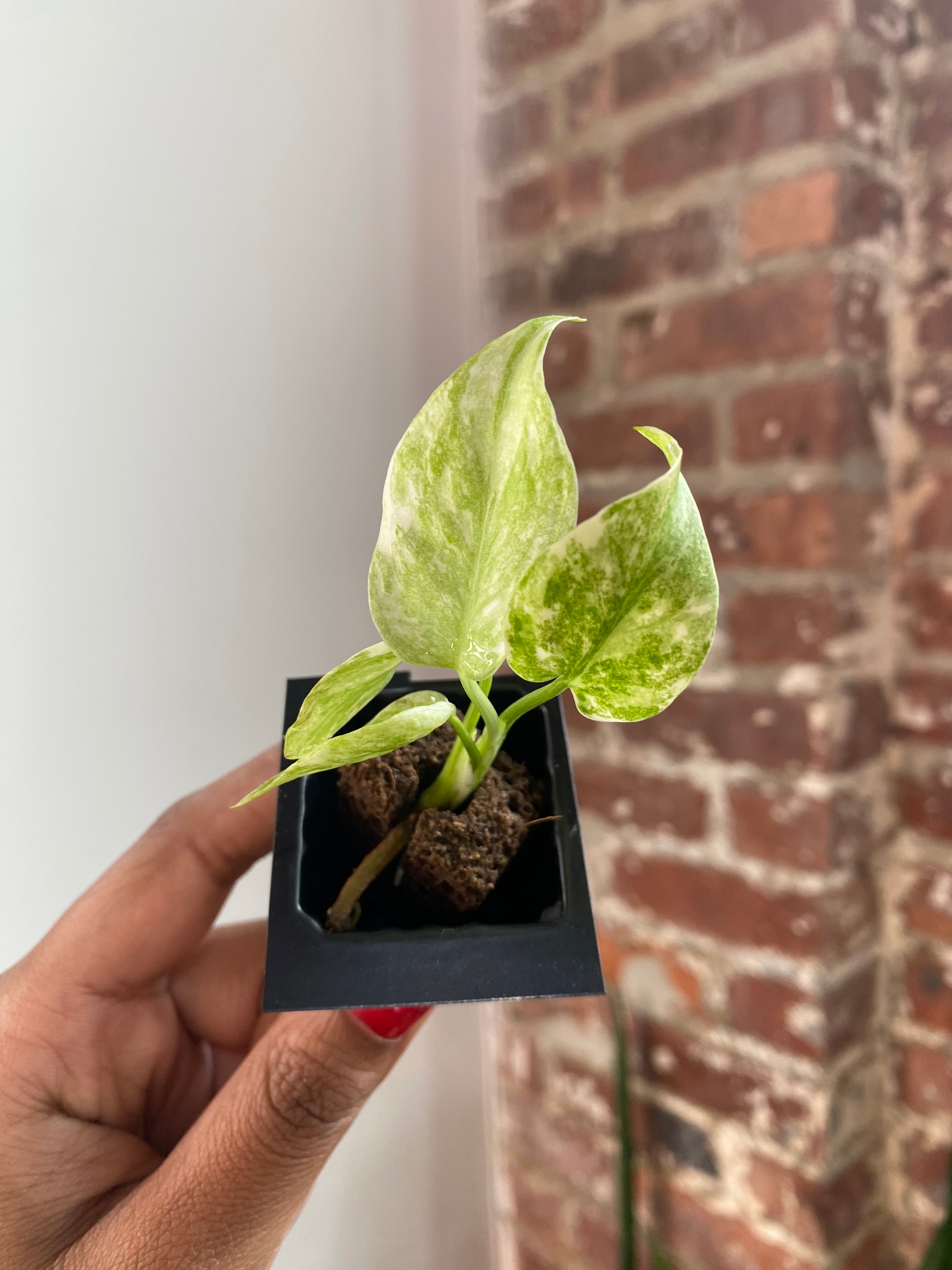 Monstera Legacy 3458