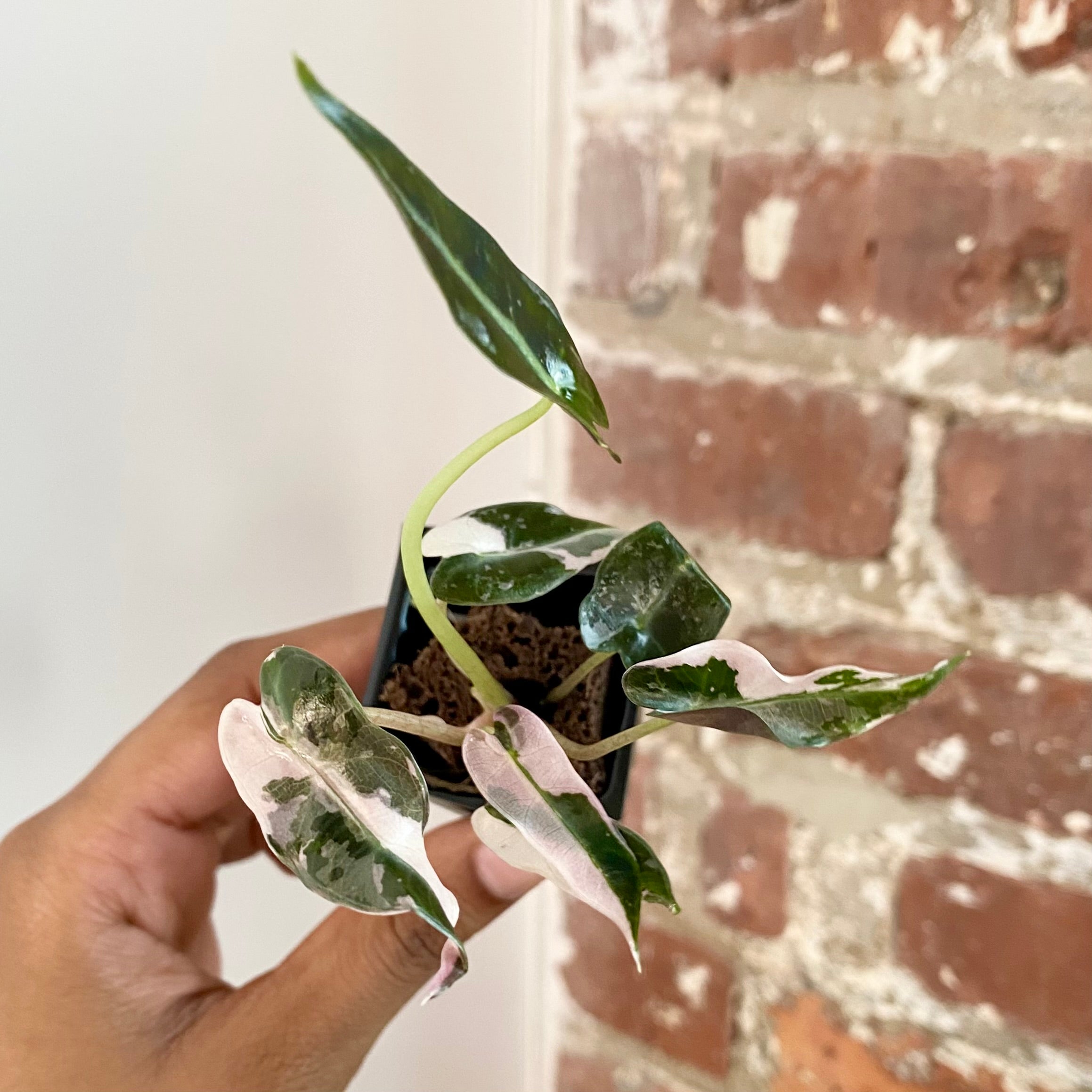 Alocasia Bambino Albo Pink 4309