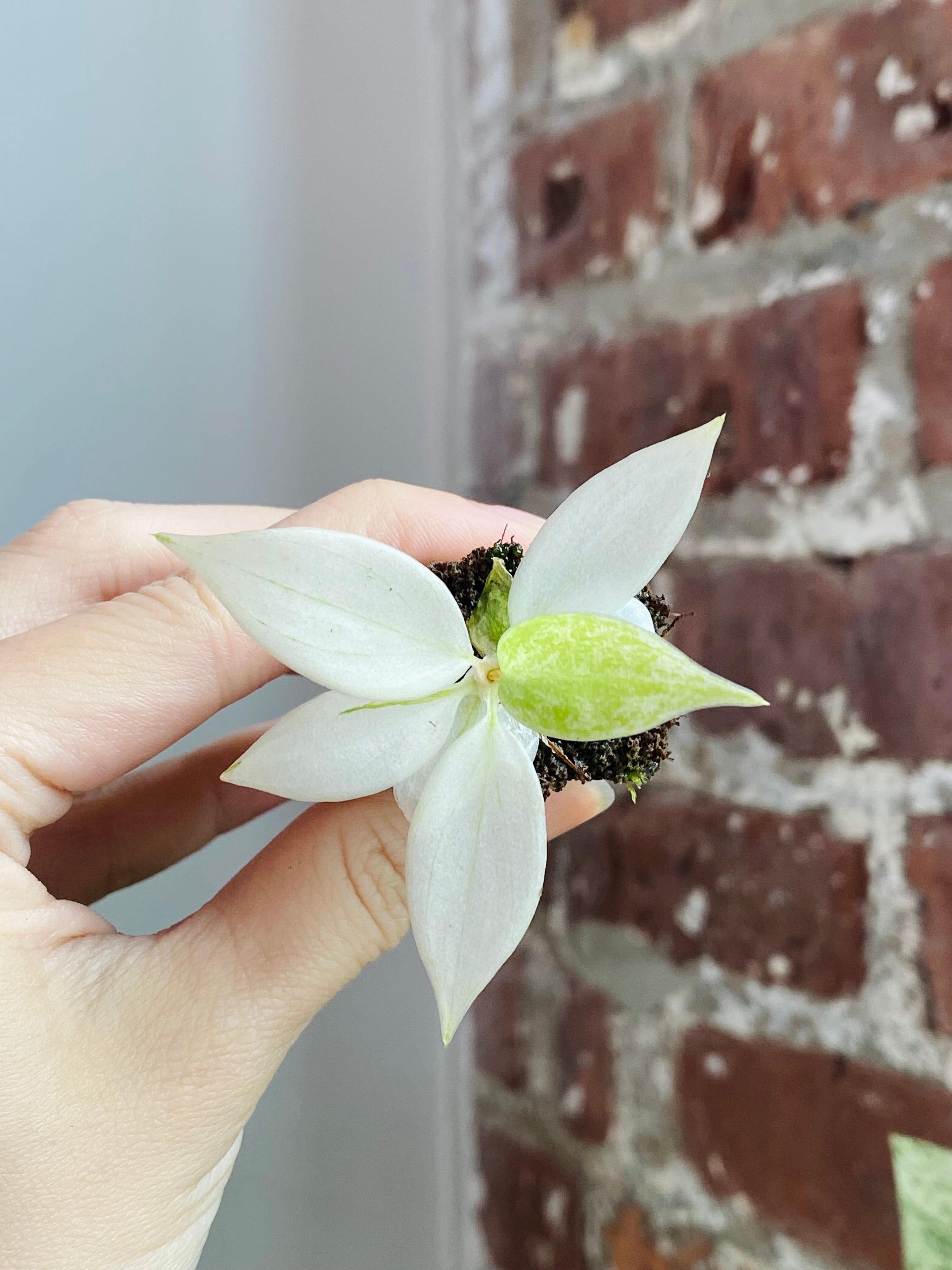 Philodendron Florida Ghost (Grower&