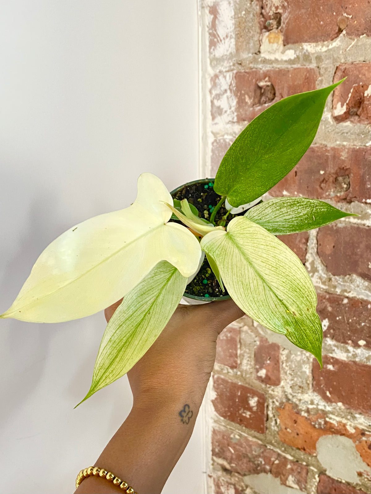 Philodendron Florida Ghost 3.5in Pot (Growers Choice)