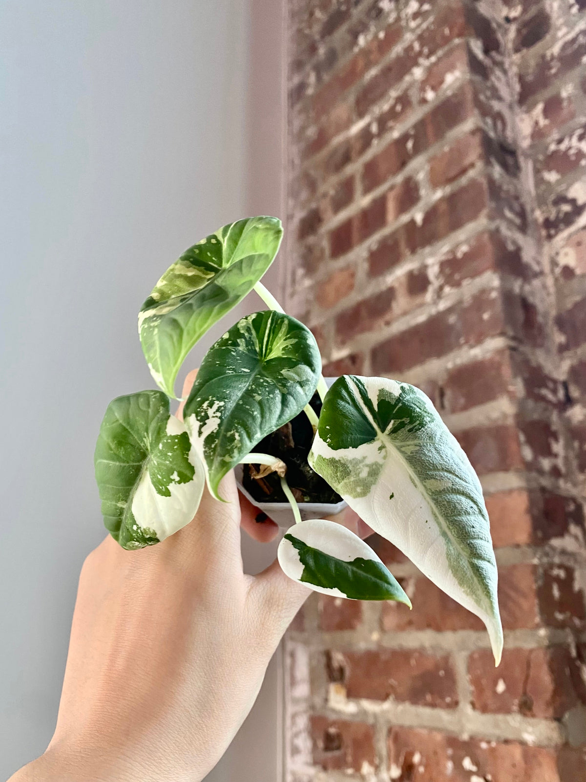 Alocasia Maharani Albo (Potted) 3161
