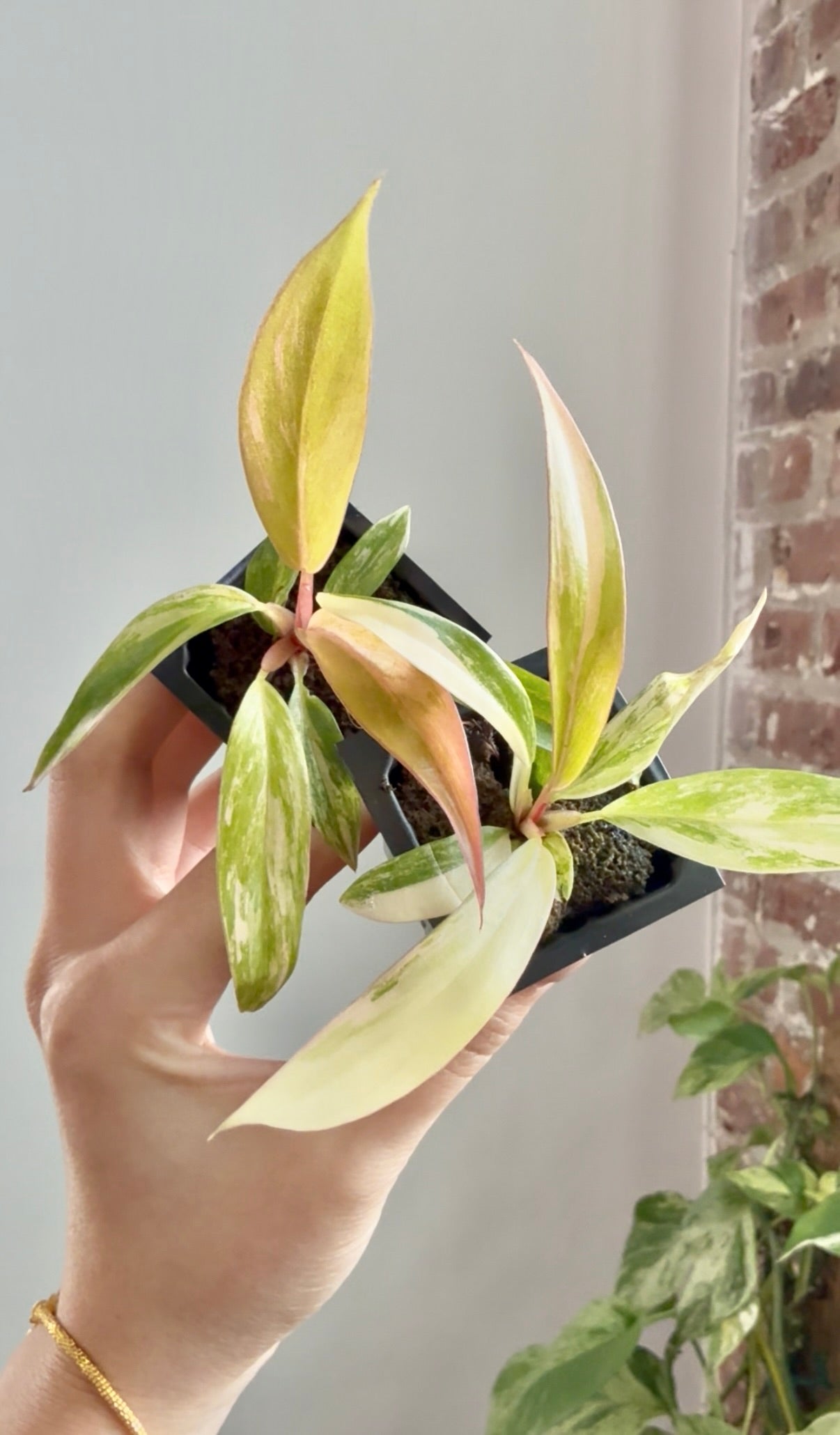 caramel marble philodendron for sale Philodendron Caramel Marble (Grower's Choice) – PlantTheStudio