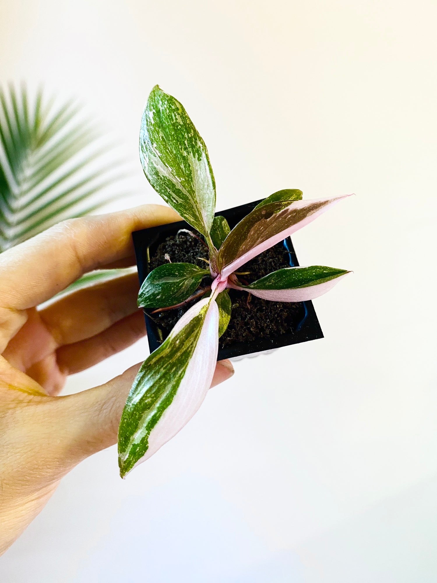 Philodendron Red Anderson (Grower&