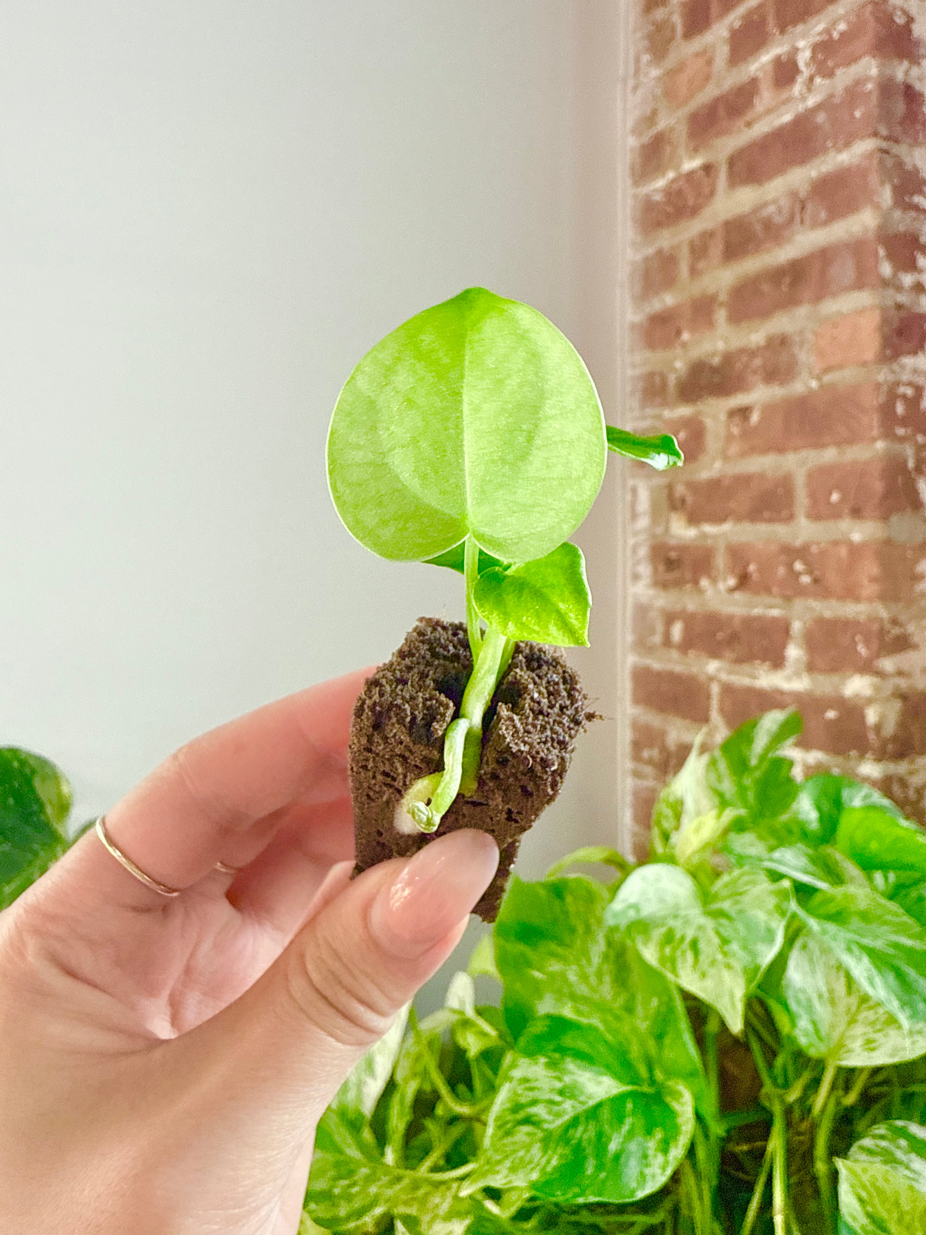 Anthurium (Papillilaminum lagogatun X) - Grower’s Choice