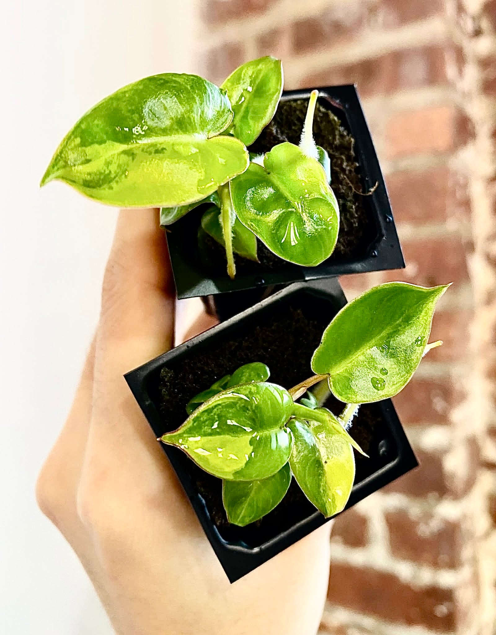 philodendron billietiae juvenile Philodendron Billietiae Variegated (Grower's Choice) – PlantTheStudio