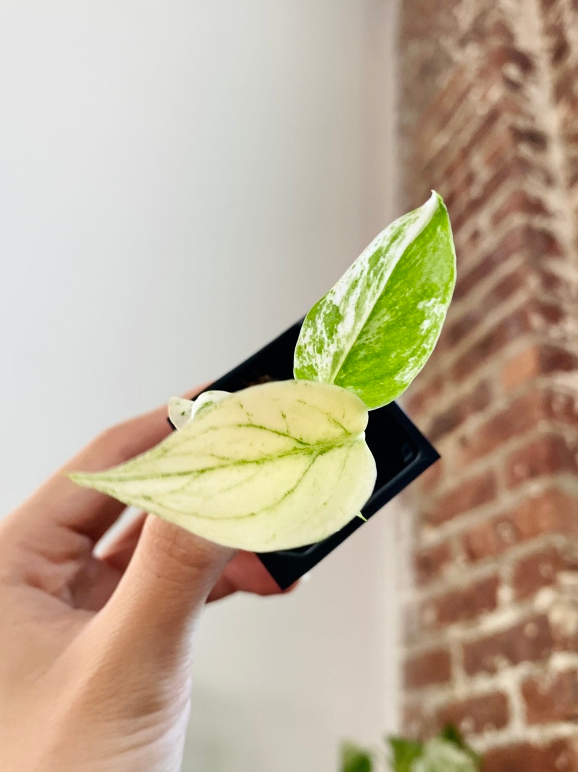 monstera full mint Monstera Mint Large Form (Grower's choice) – PlantTheStudio