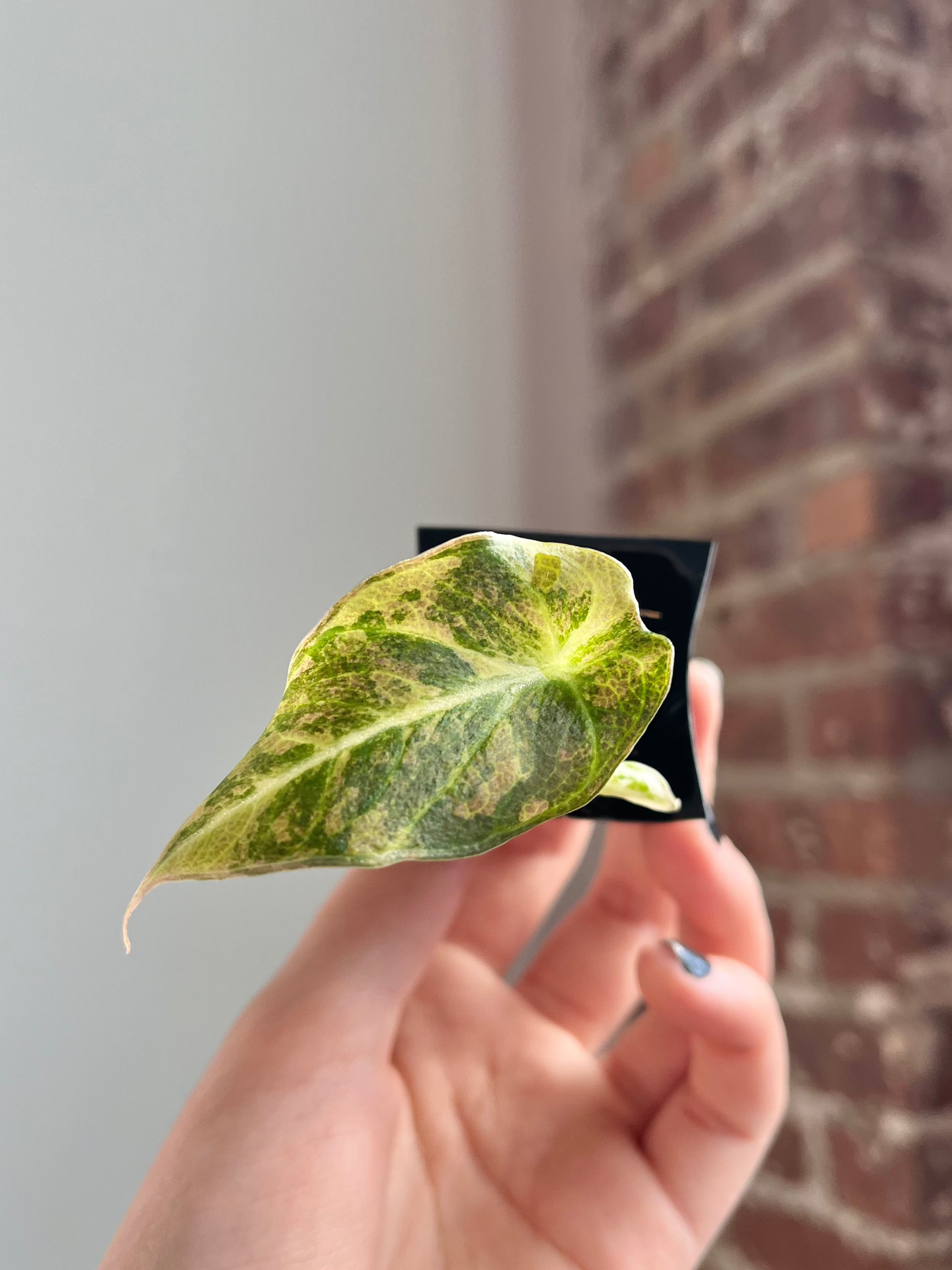 Alocasia Black Velvet Aurea / Gold 4606