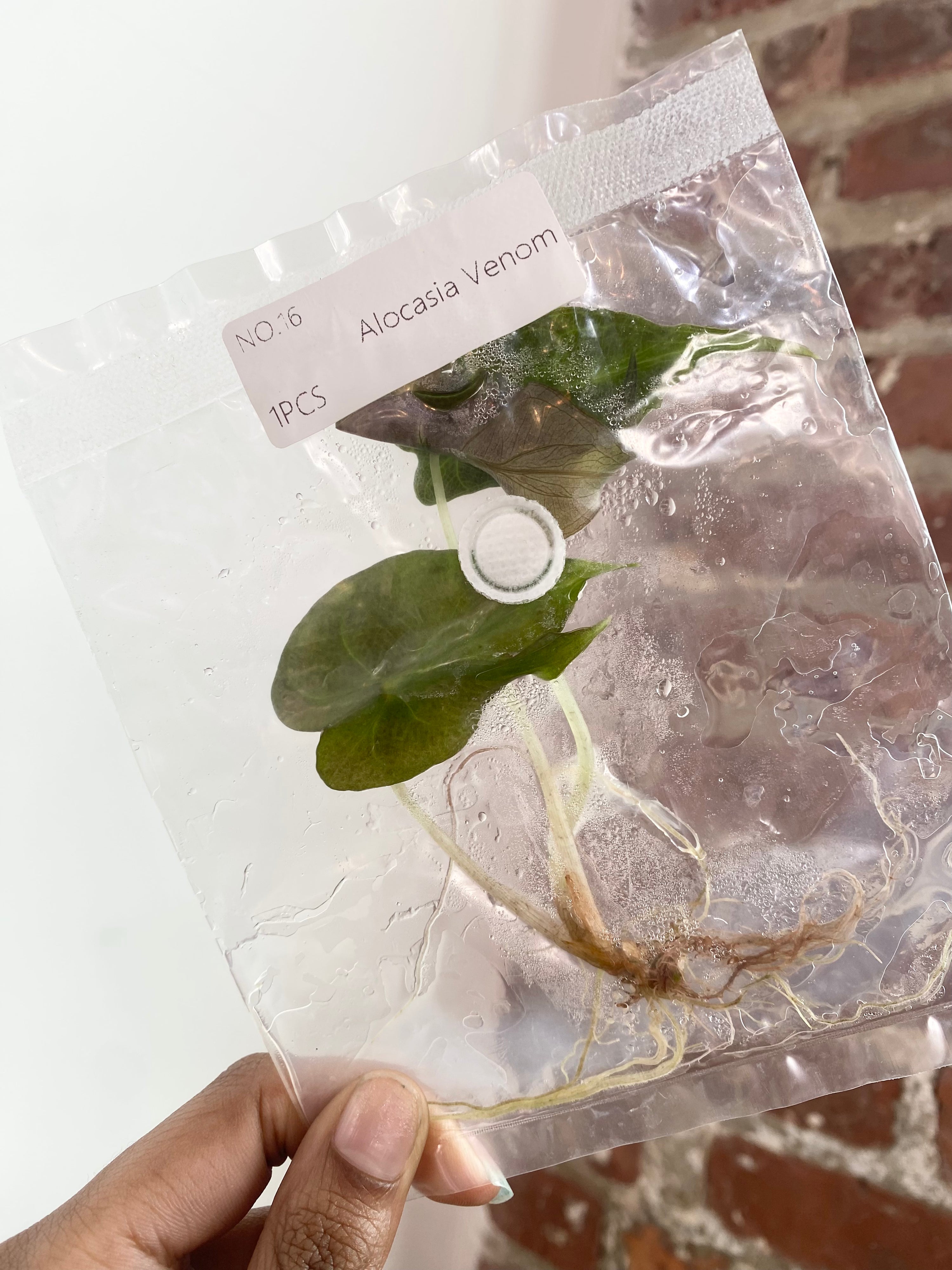Alocasia Venom (Grower&