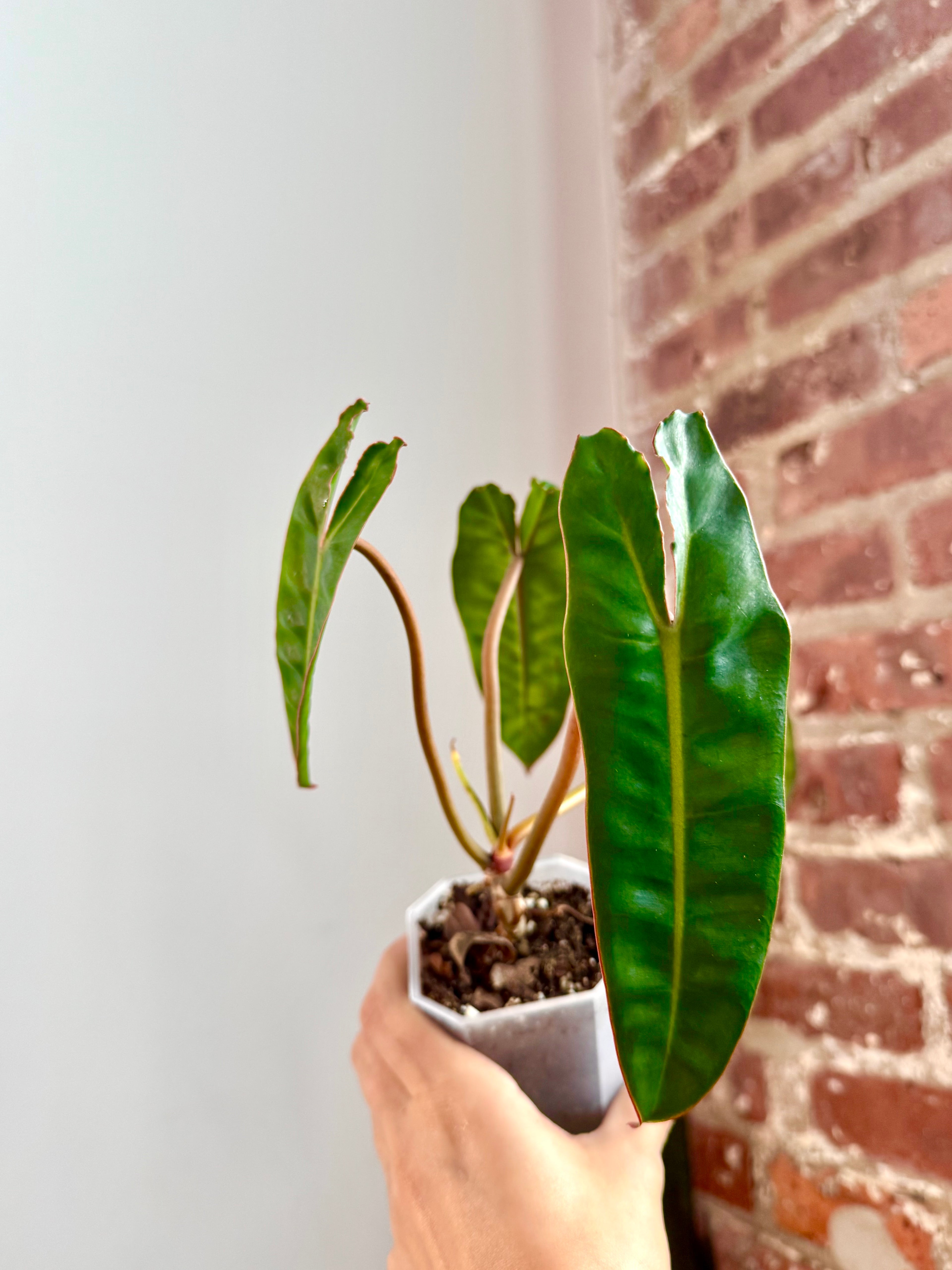 Philodendron Billietiae (Grower’s Choice, potted)