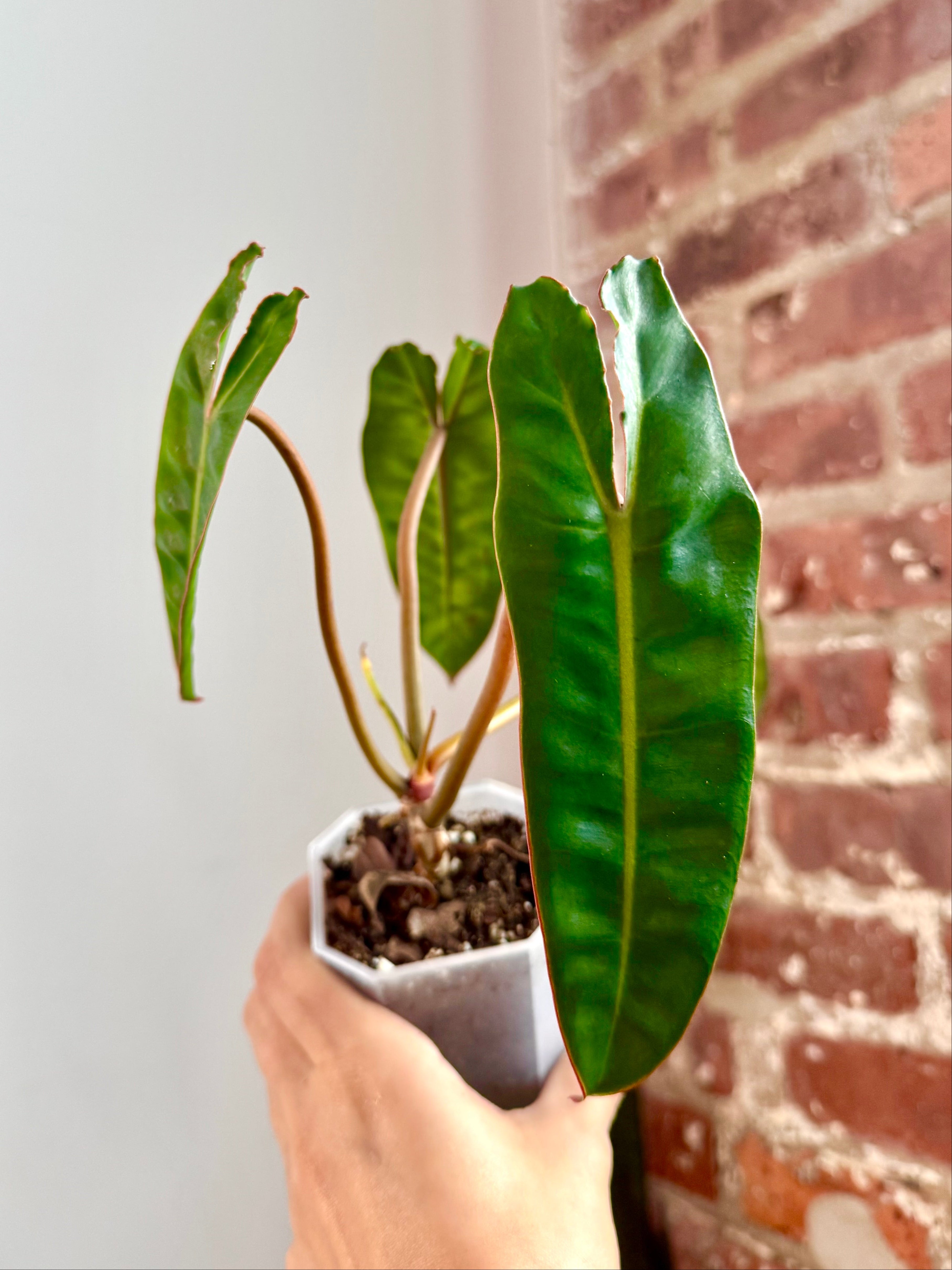 Philodendron Billietiae Potted (Grower&
