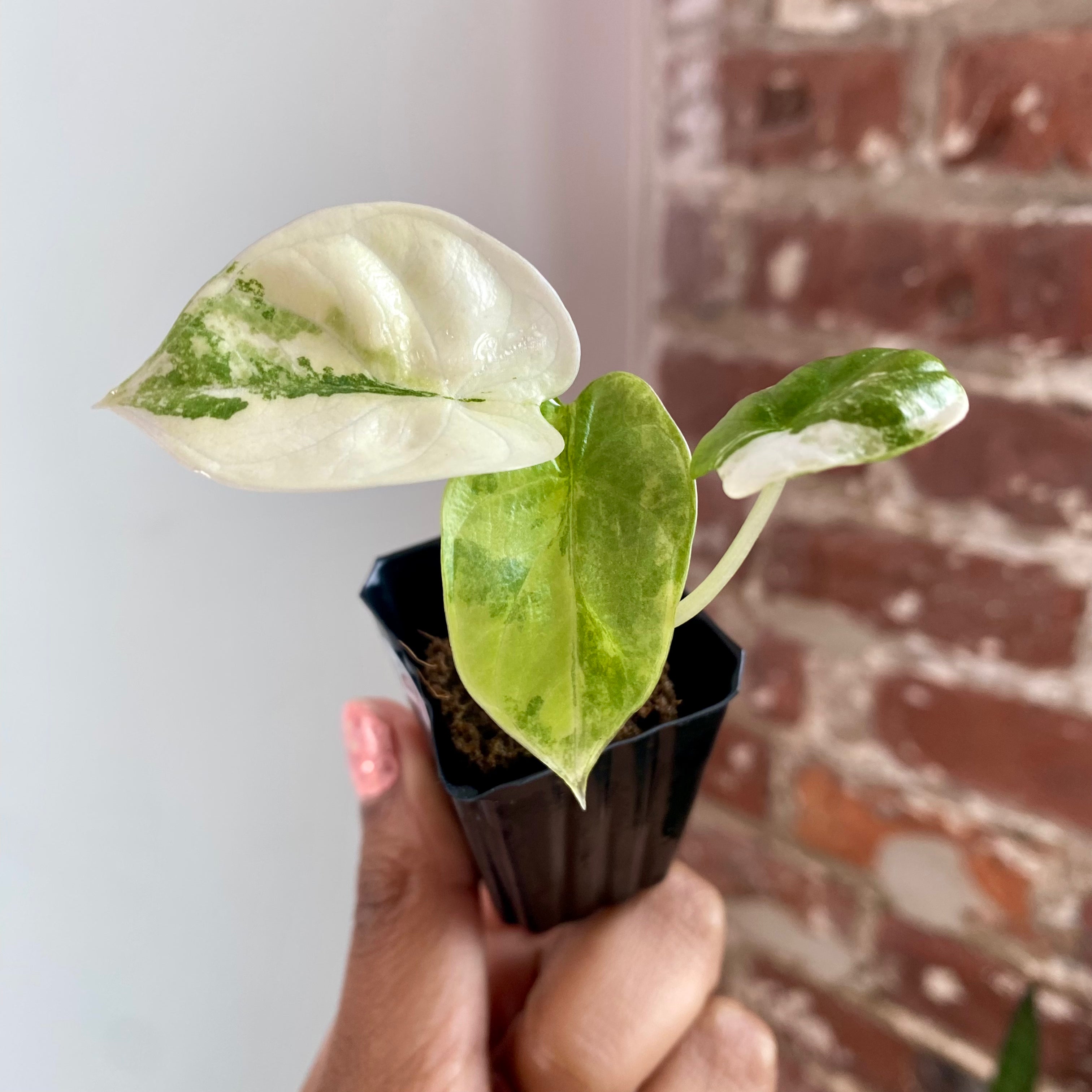 Alocasia Silver Dragon Aurea 8754