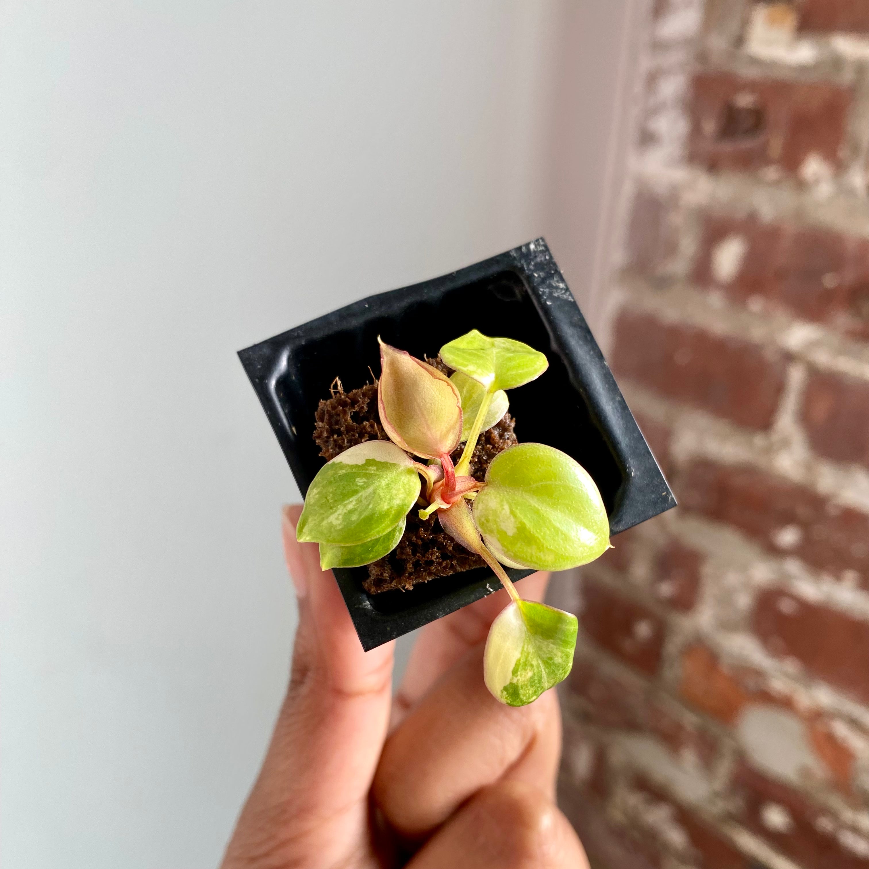 Philodendron Billietiae Var. 4041