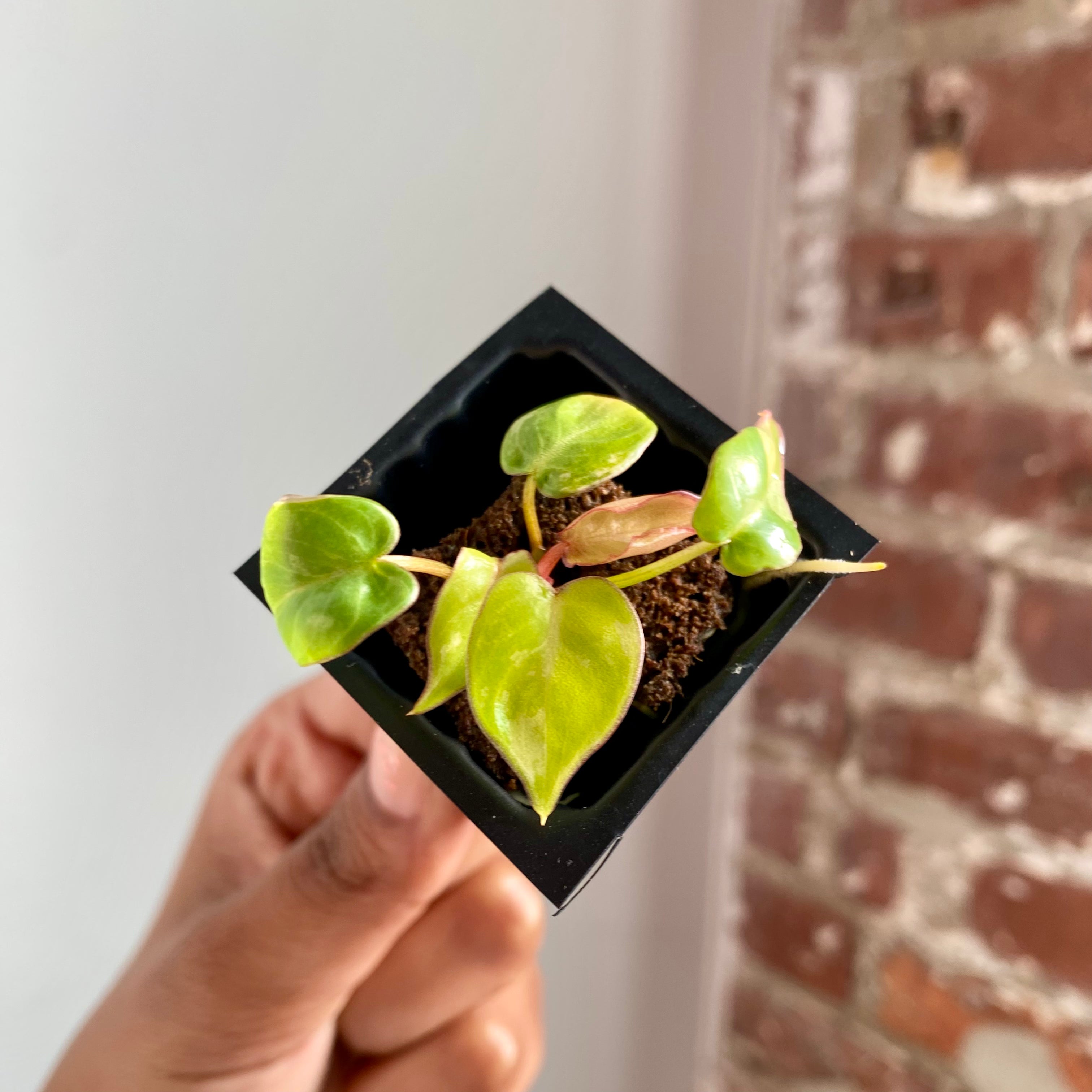 Philodendron Billietiae Var. 4043
