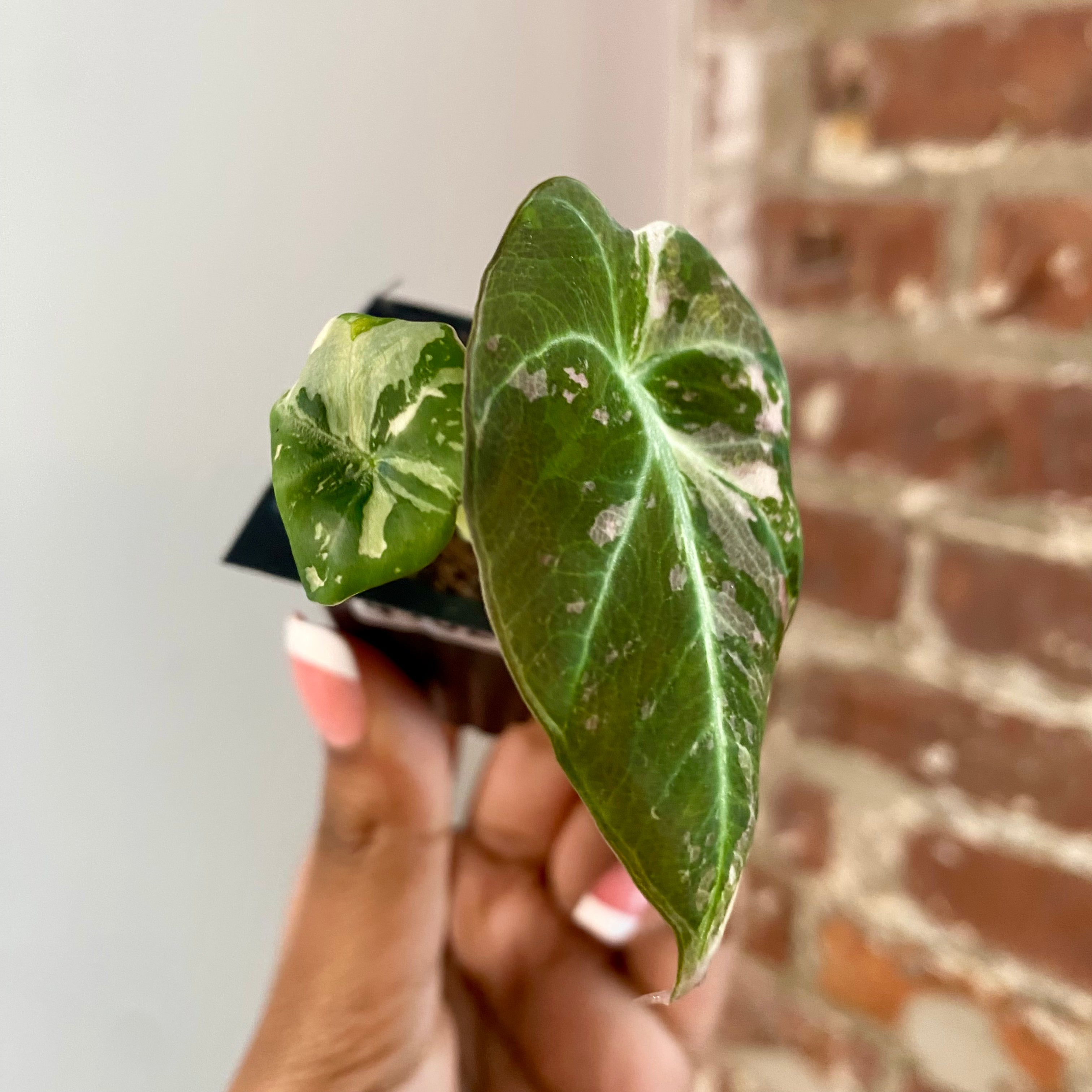 Alocasia Pink Black Velvet 4162