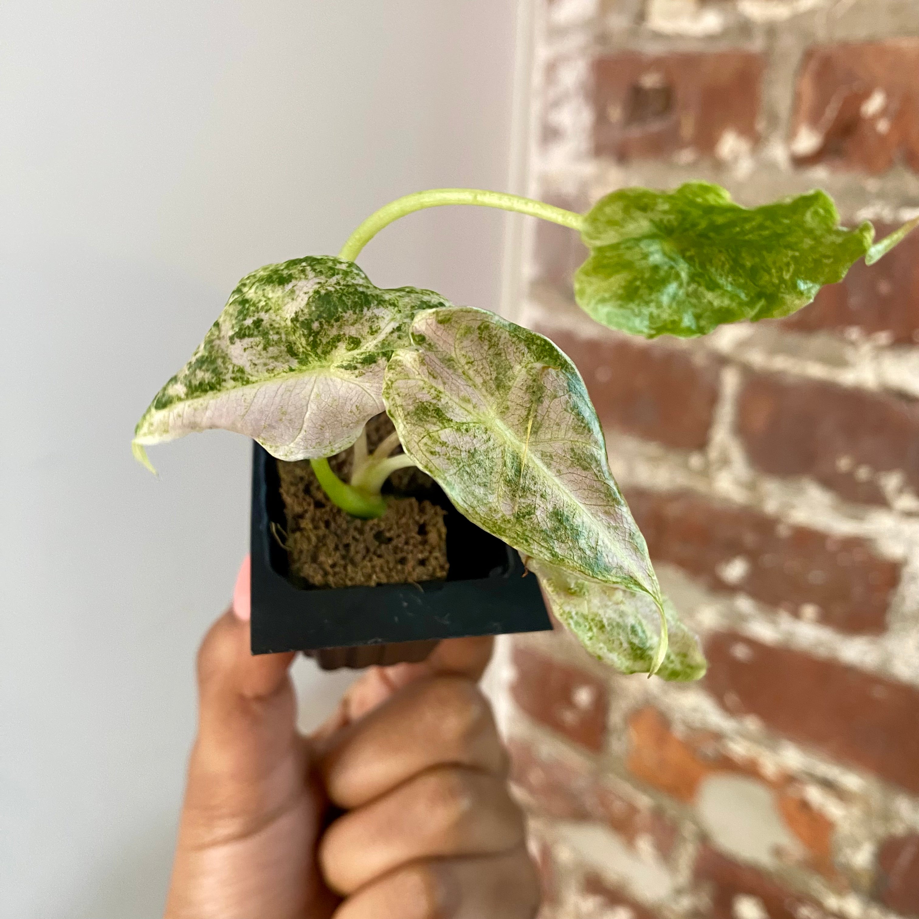 Alocasia Black Satun "Stardust" 4164
