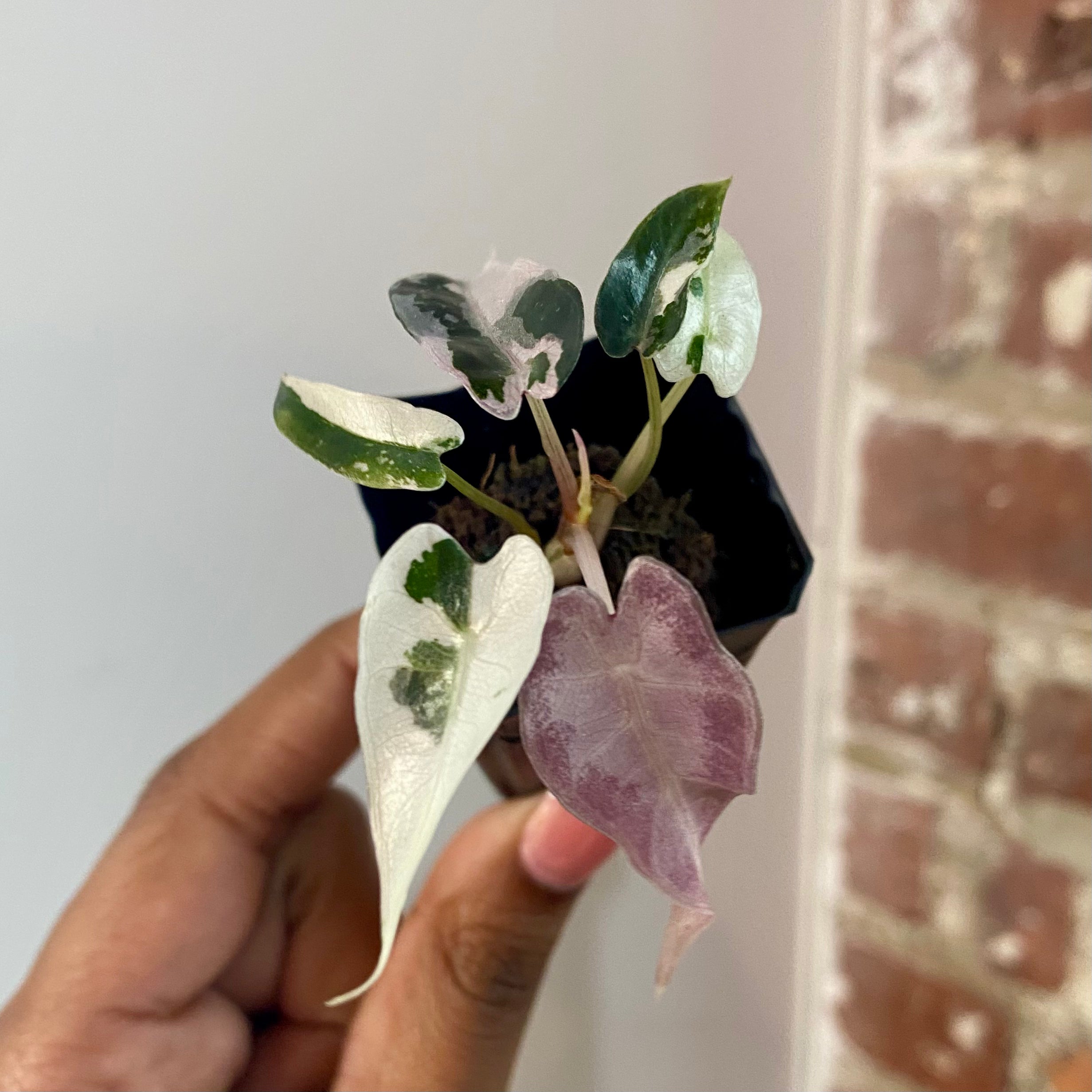 Alocasia Bambino Albo Pink 4169