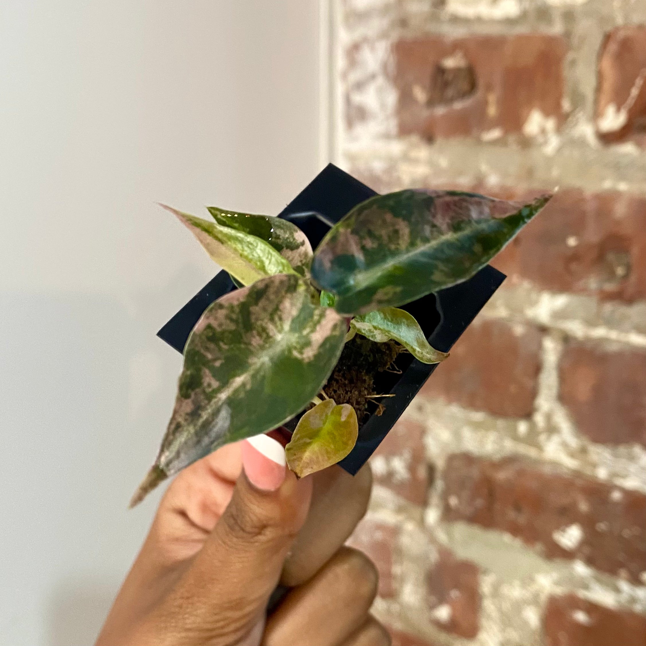 Alocasia Bambino Aurea 4174