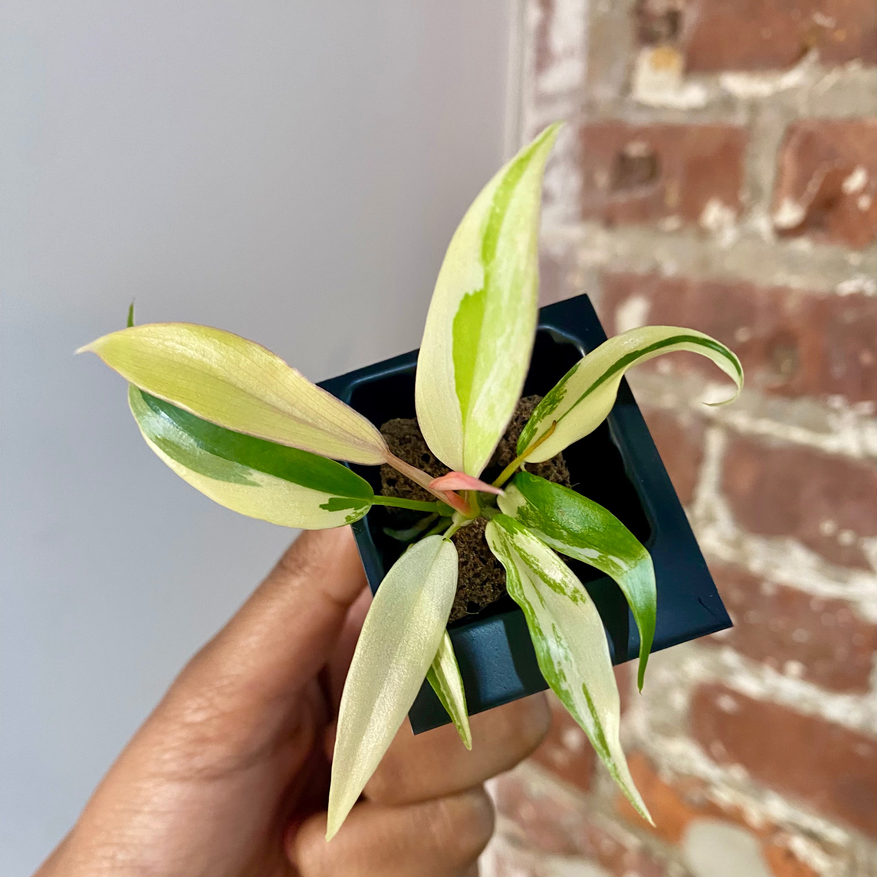 Philodendron Florida Beauty x Tortum 4177