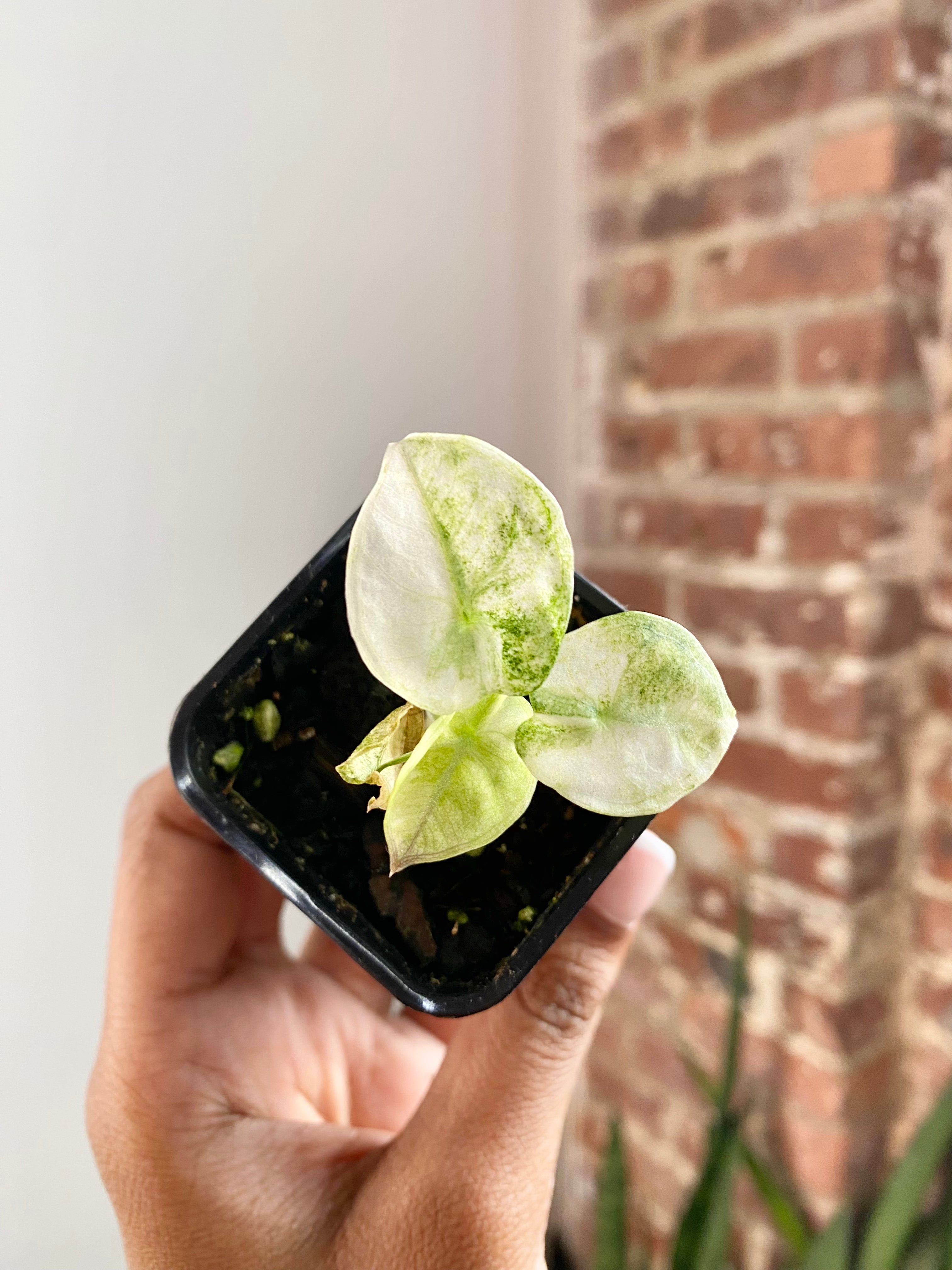 Alocasia Ninja Tricolor Potted 4740