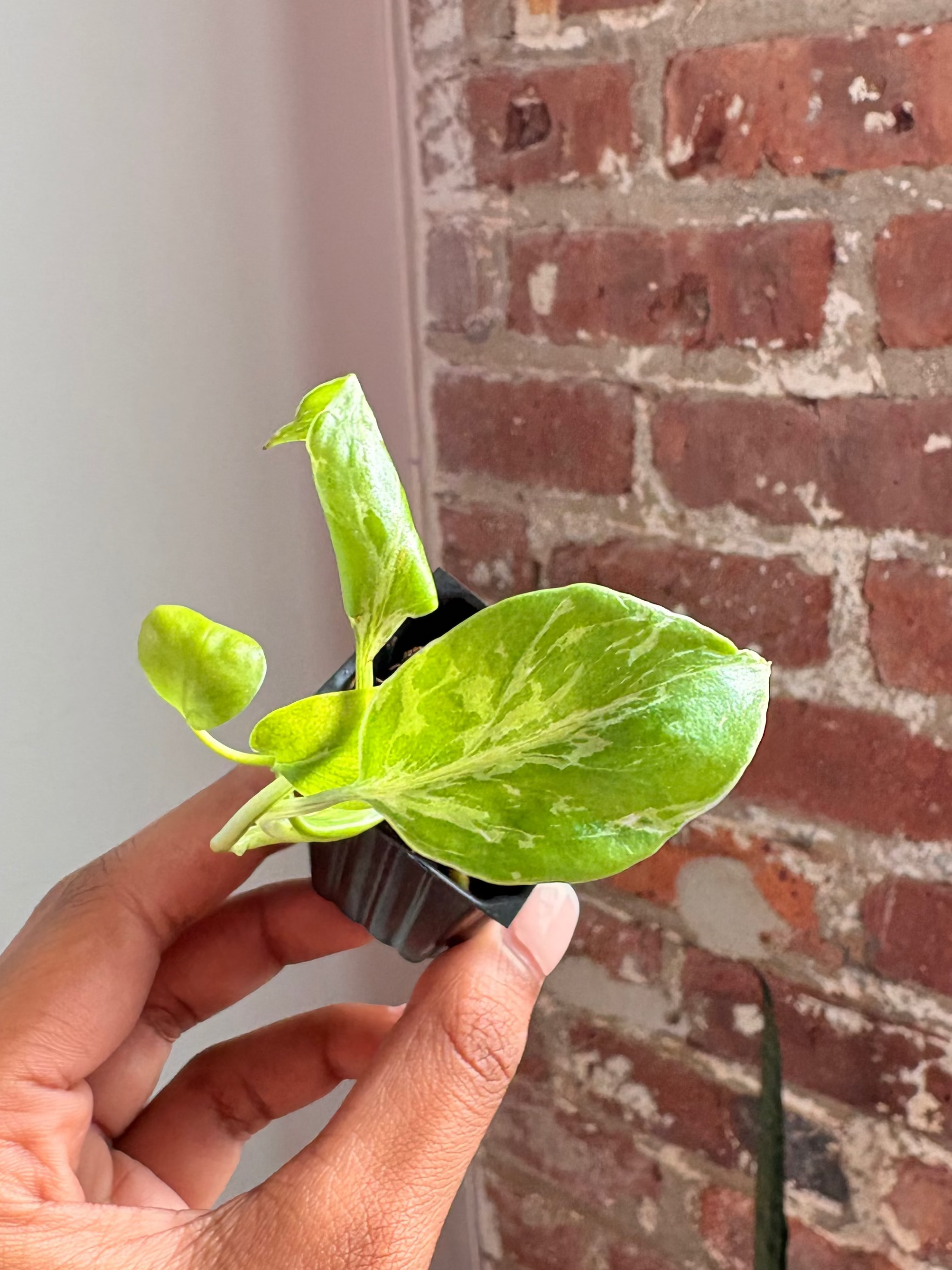 Monstera Bulbasaur 4277