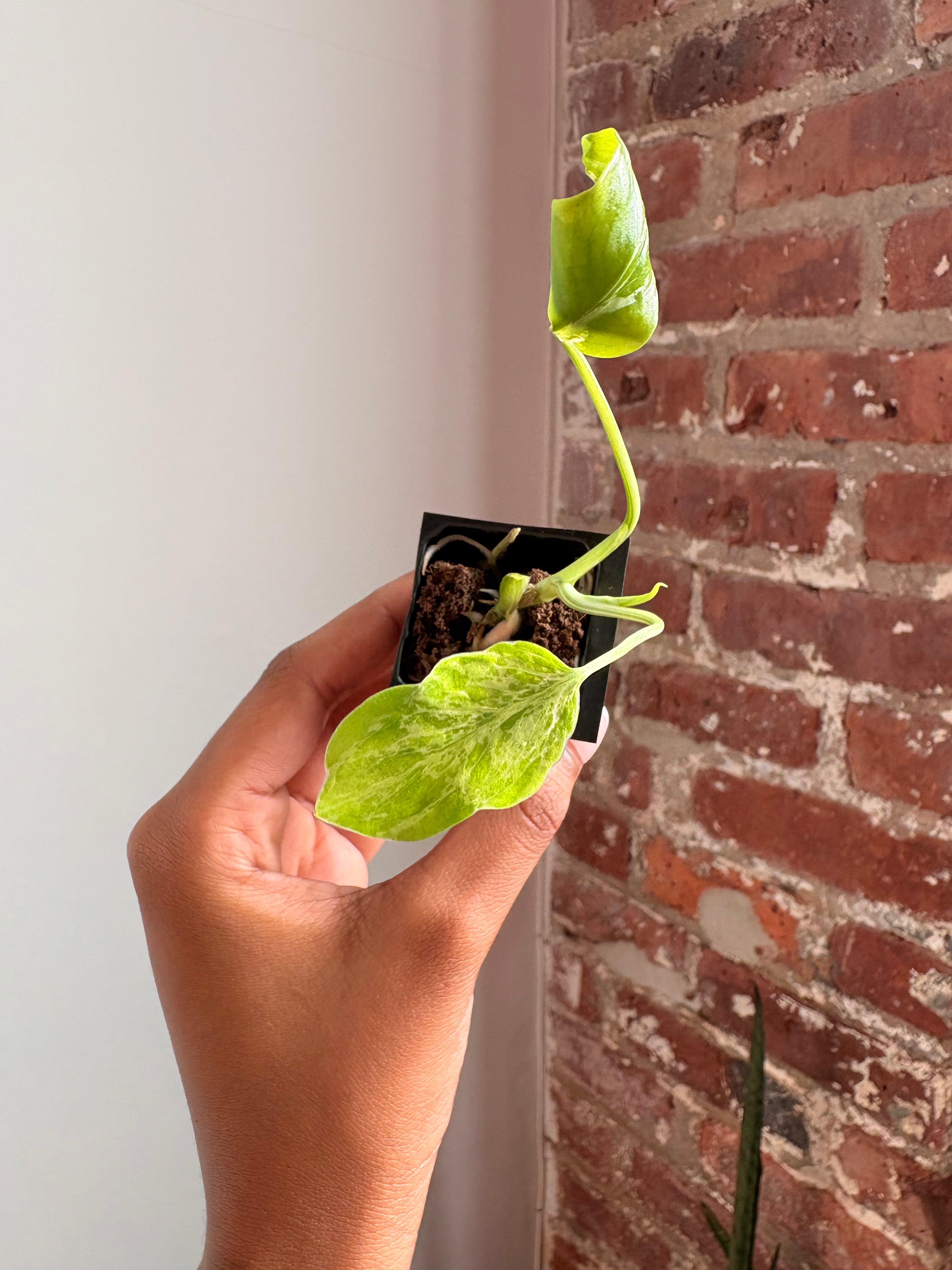 Monstera Bulbasaur 4964