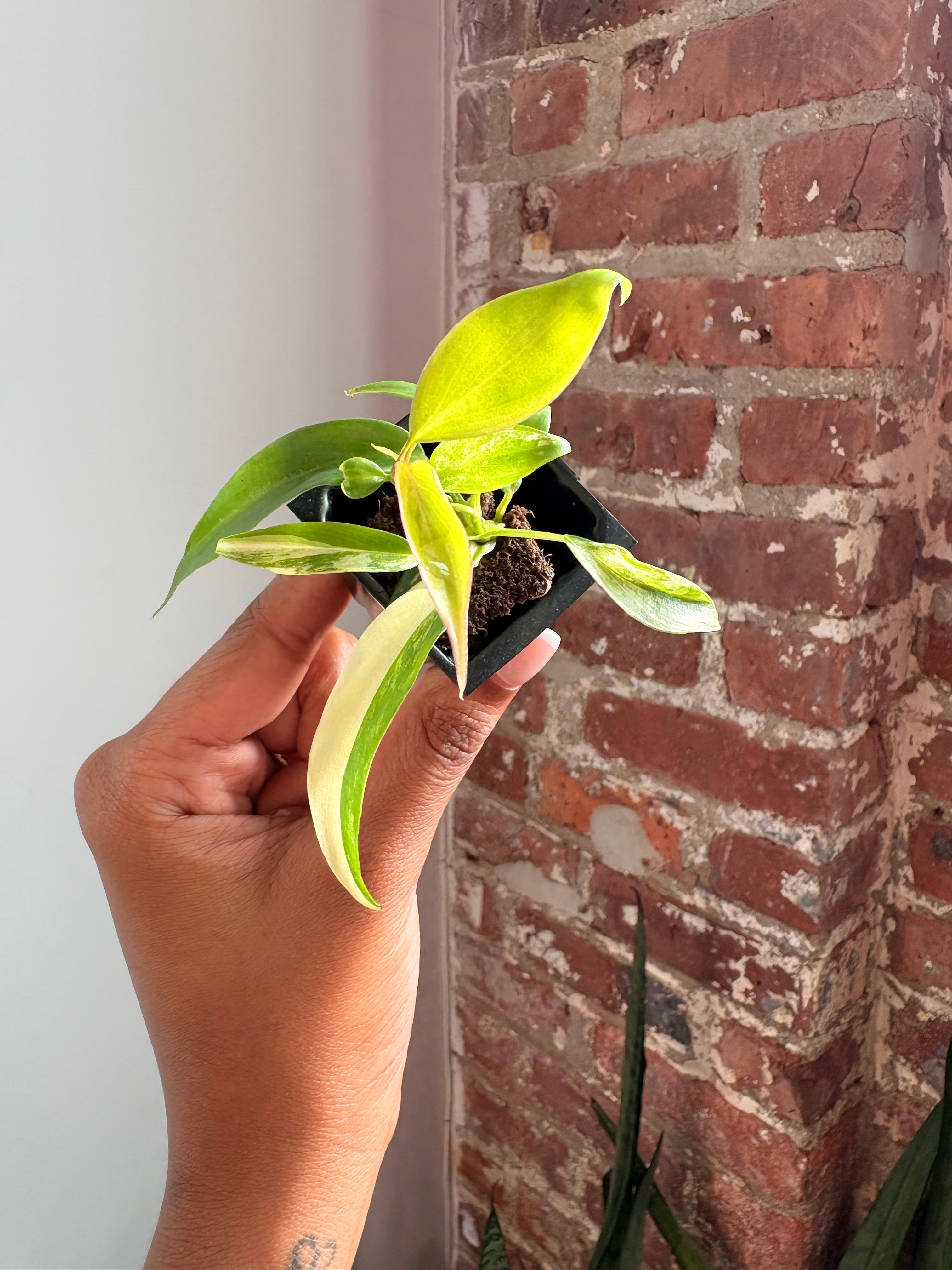 Philodendron Florida Beauty x Tortum 4966