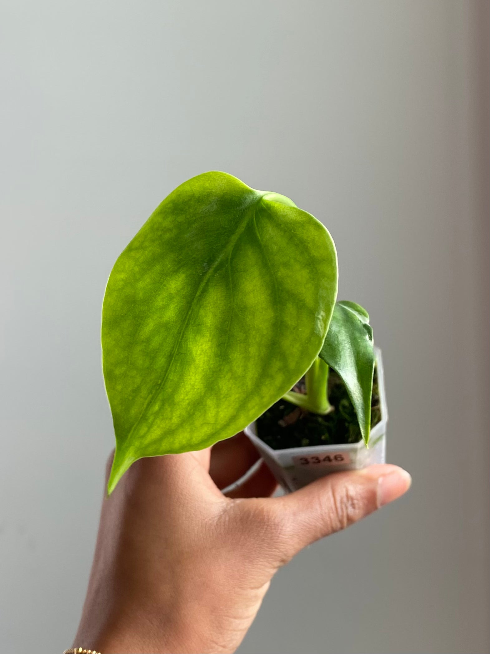 Monstera Electrolyte (Potted) 3346