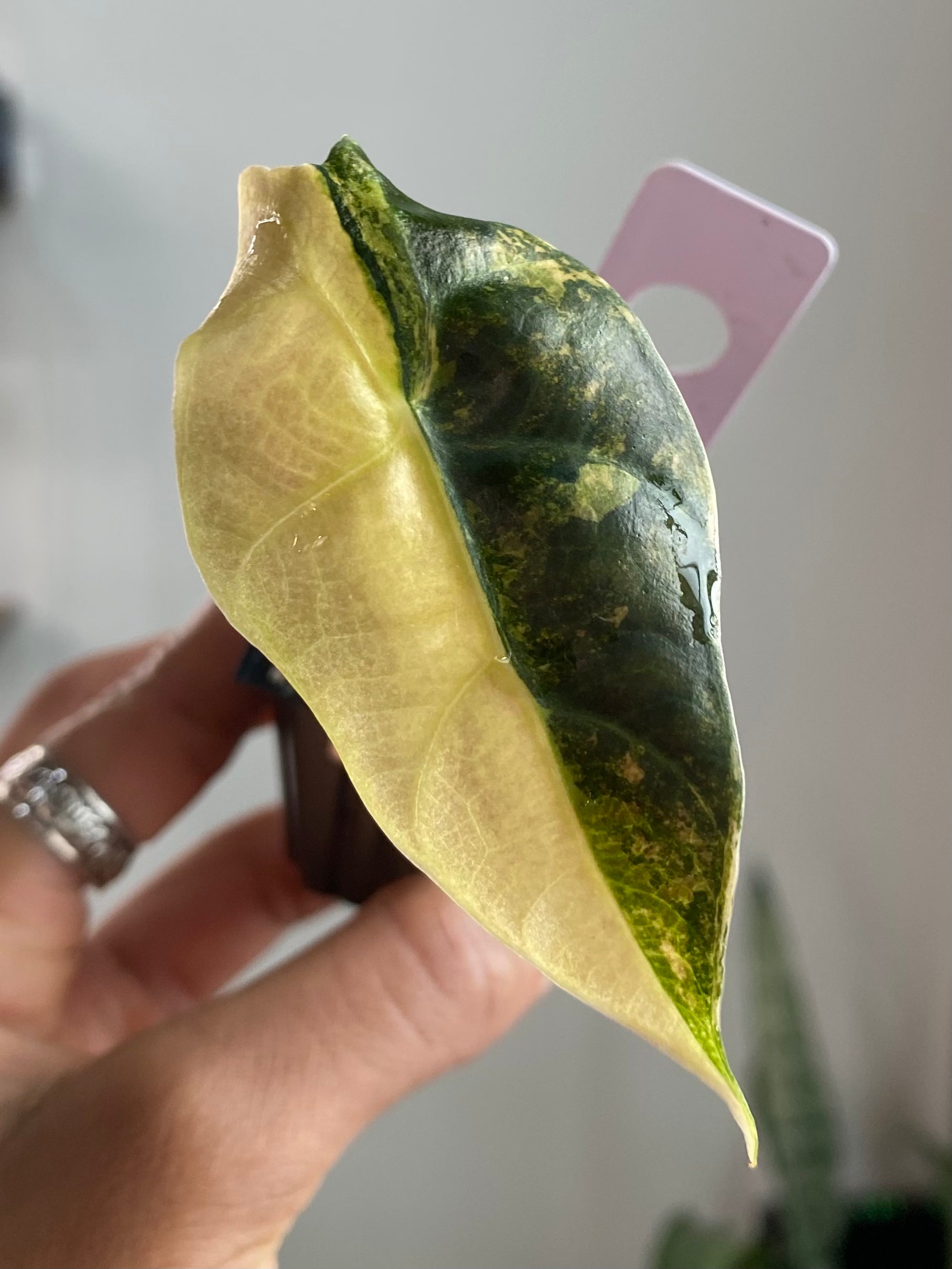 Alocasia Sanderiana Bull 3348