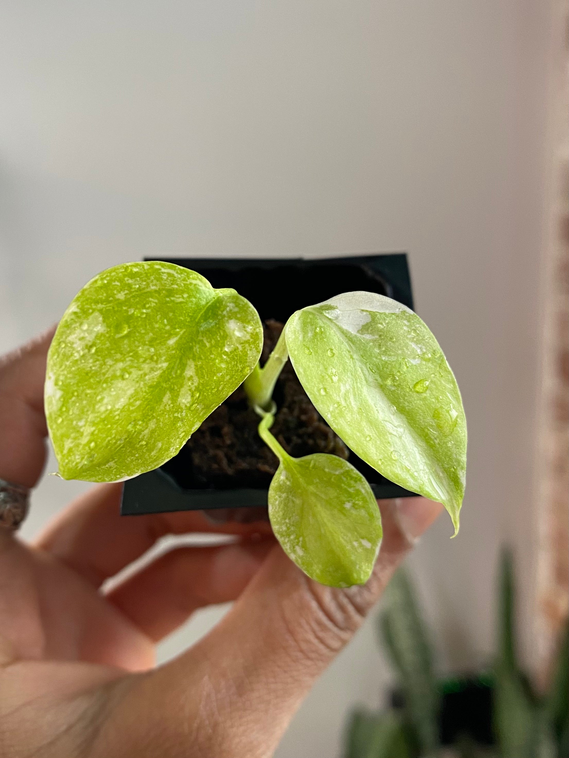 Monstera Legacy 3365