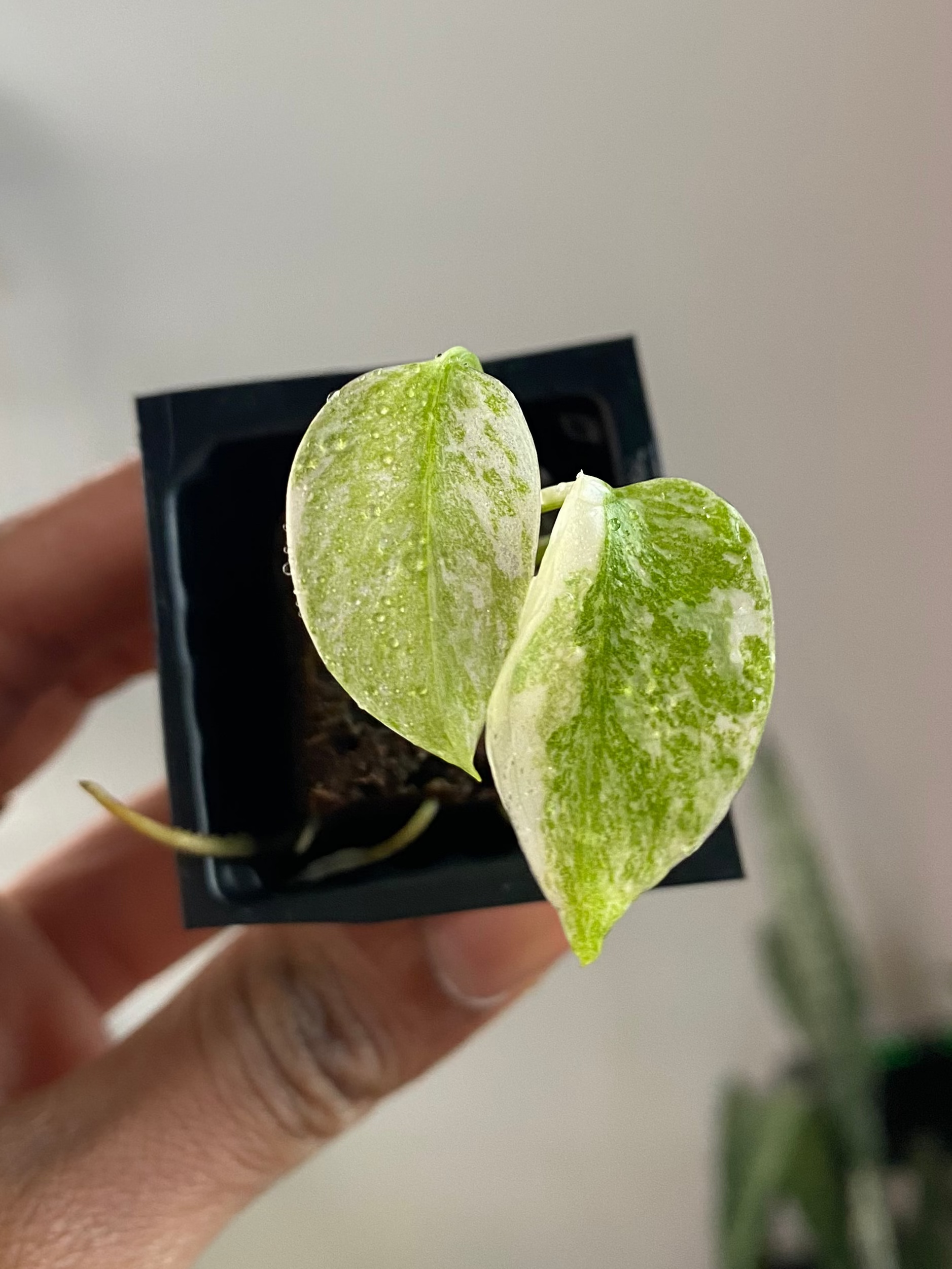Monstera Legacy 3363
